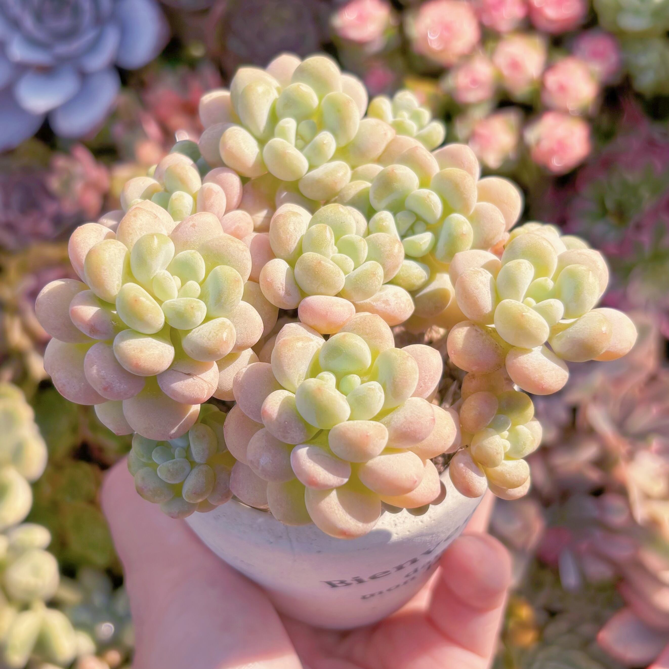 現品 丸葉ストロベリーミルク#748 群生 るる農園 | るる農園~多肉植物専門