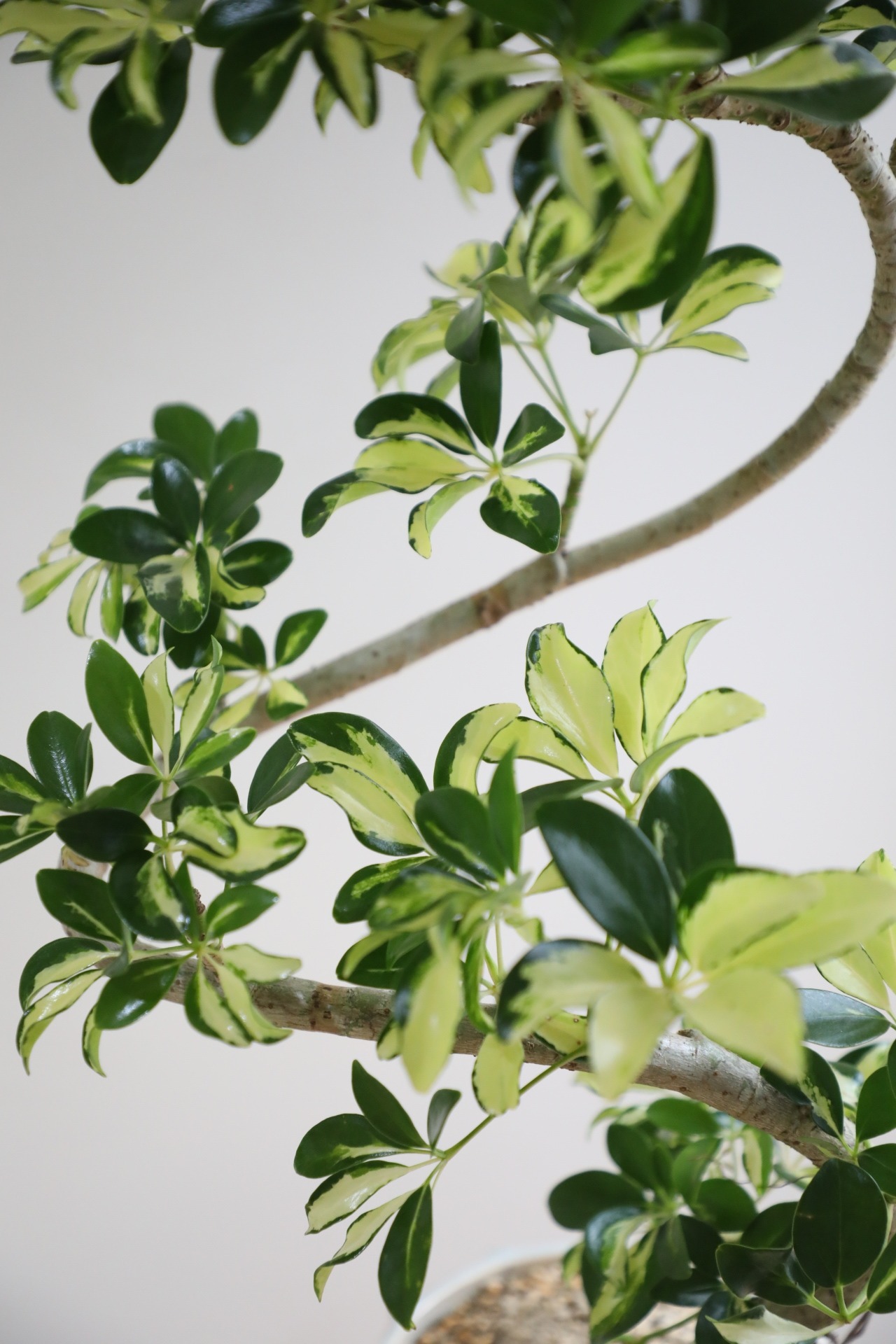 【M】シェフレラ グランディ/ Schefflera　※陶器鉢付き