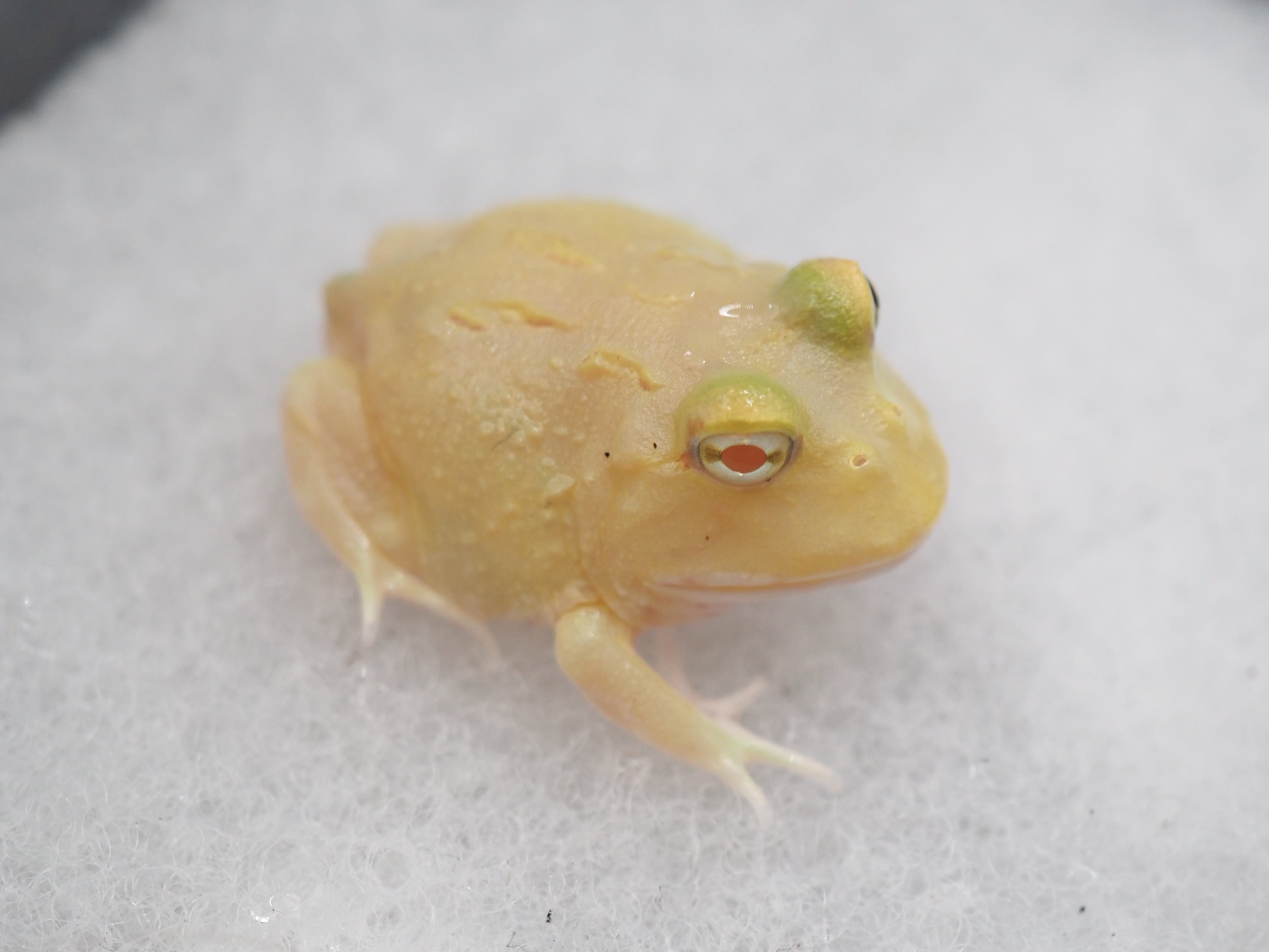 送料無料:クランウェルツノガエル(ピカチュウ)5cm※説明欄必読 クランウェルツノガエル スーパーピカチュウ③ 1匹 | まるころ商店
