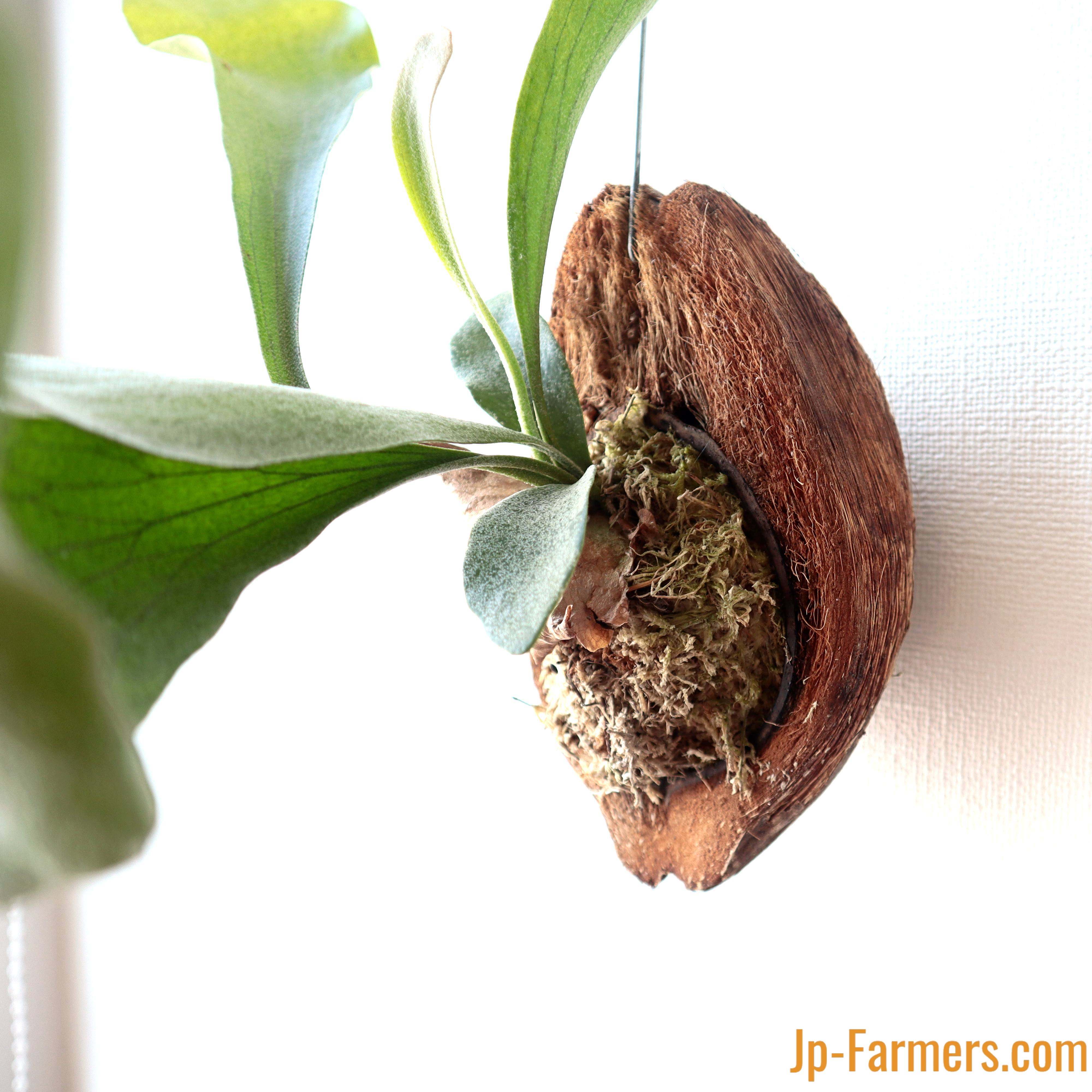 人気商品 鹿児島県 グリーンショップ前原 ビカクシダ コウモリラン 板 ココヤシ着生 新鮮花の問屋 Jp Farmers Com