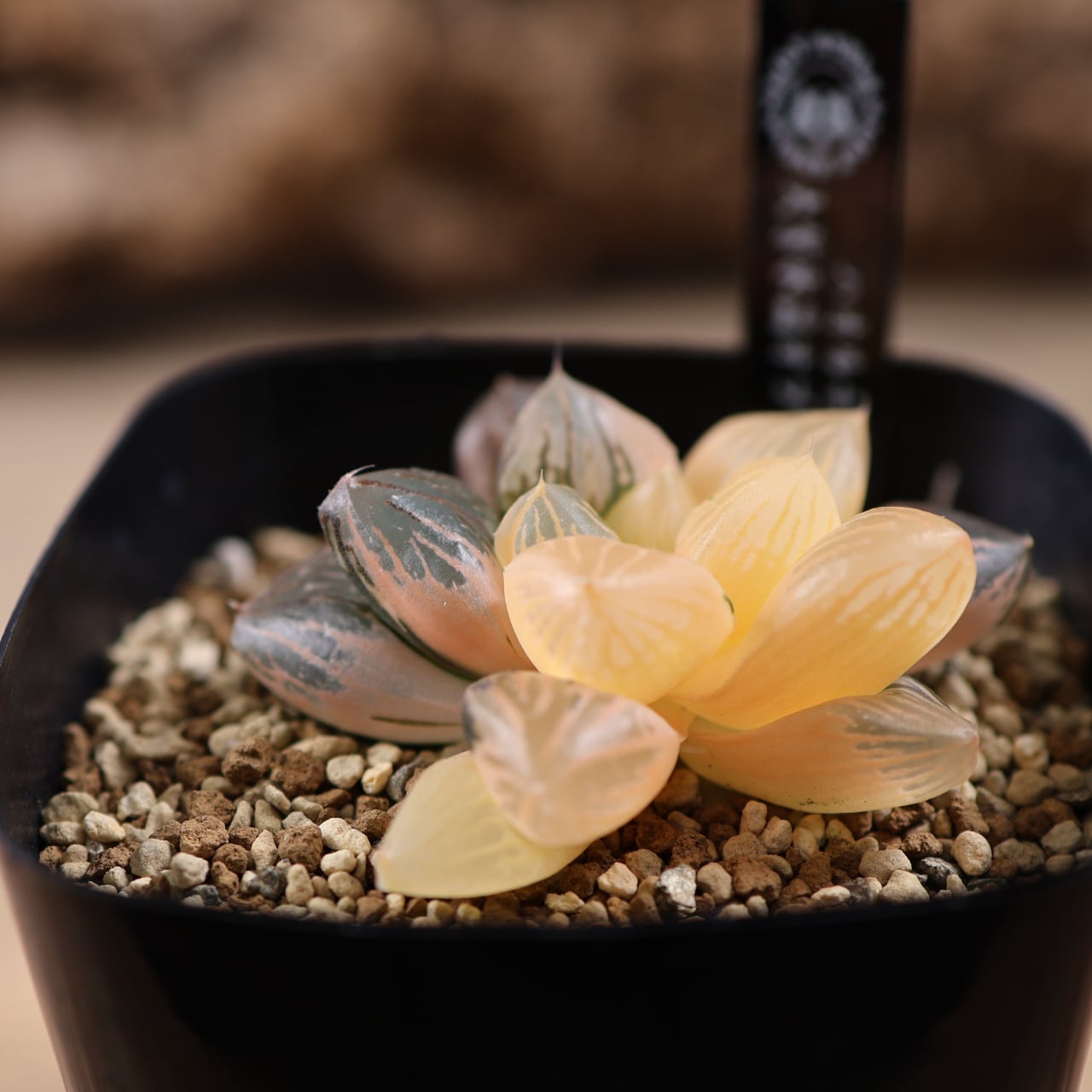 719『ハオルチア 大紫水晶オブツーサ錦』観葉植物【送料無料】 | MARX