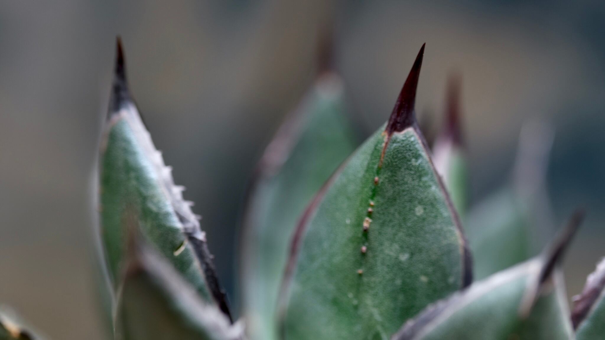 Agave Wabi hybrid 笹の雪x甲蟹 (子株） ф4cm | wabi
