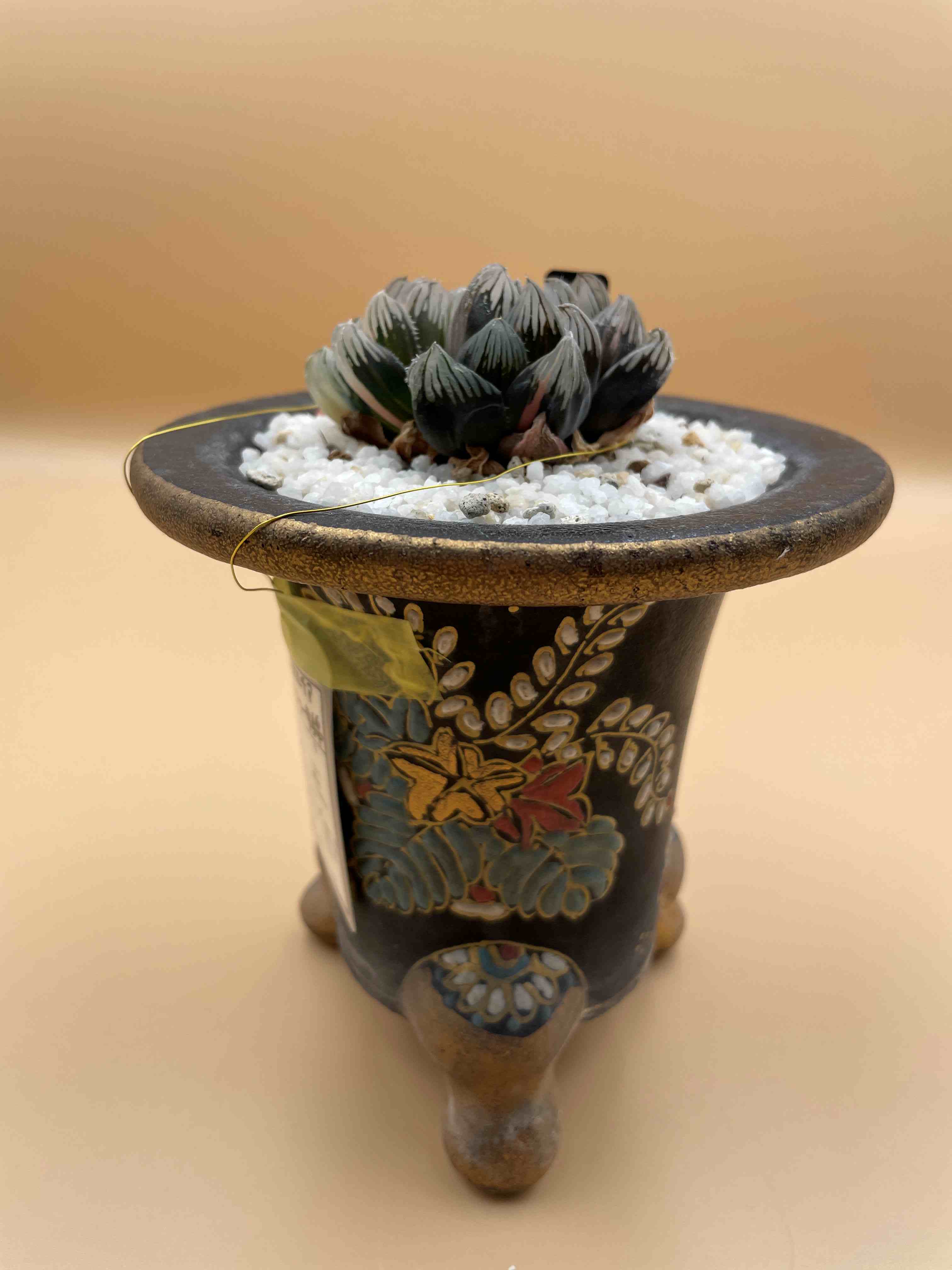 植物 | むすにわ