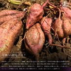 安納芋 有機栽培 長崎県五島列島産 約2.5kg (S、2Sサイズ混合) 有機JAS認証 さつまいも 土付き 焼き芋向き 産地直送 貯蔵後、順次発送