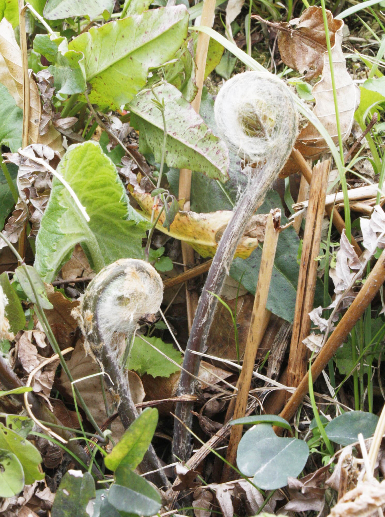 乾燥ぜんまい 100g 泉町産 国産 | いずみ五家荘 秘境の郷オンライン
