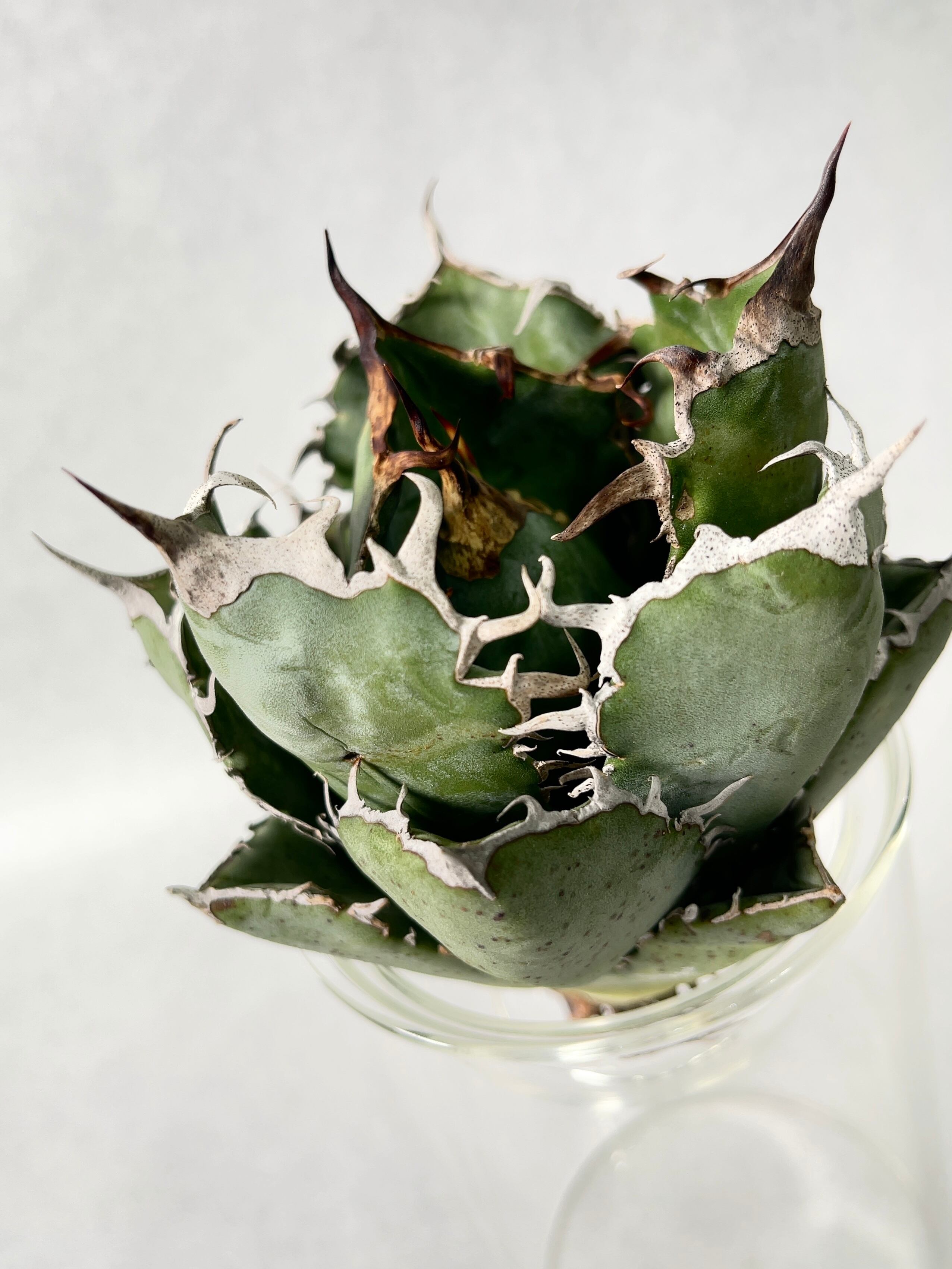 アガベ・白鯨 5(M) | trigger