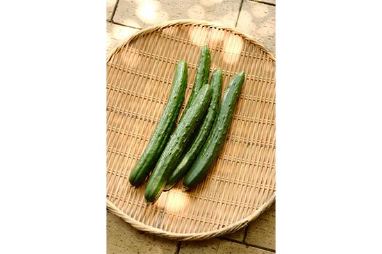 【パリパリ食感】きゅうり・1本(6/19発送開始)