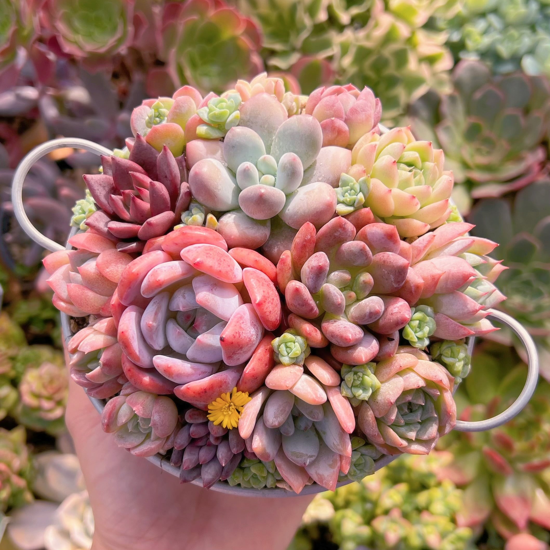 現物　 寄せ植えセット#611　るる農園