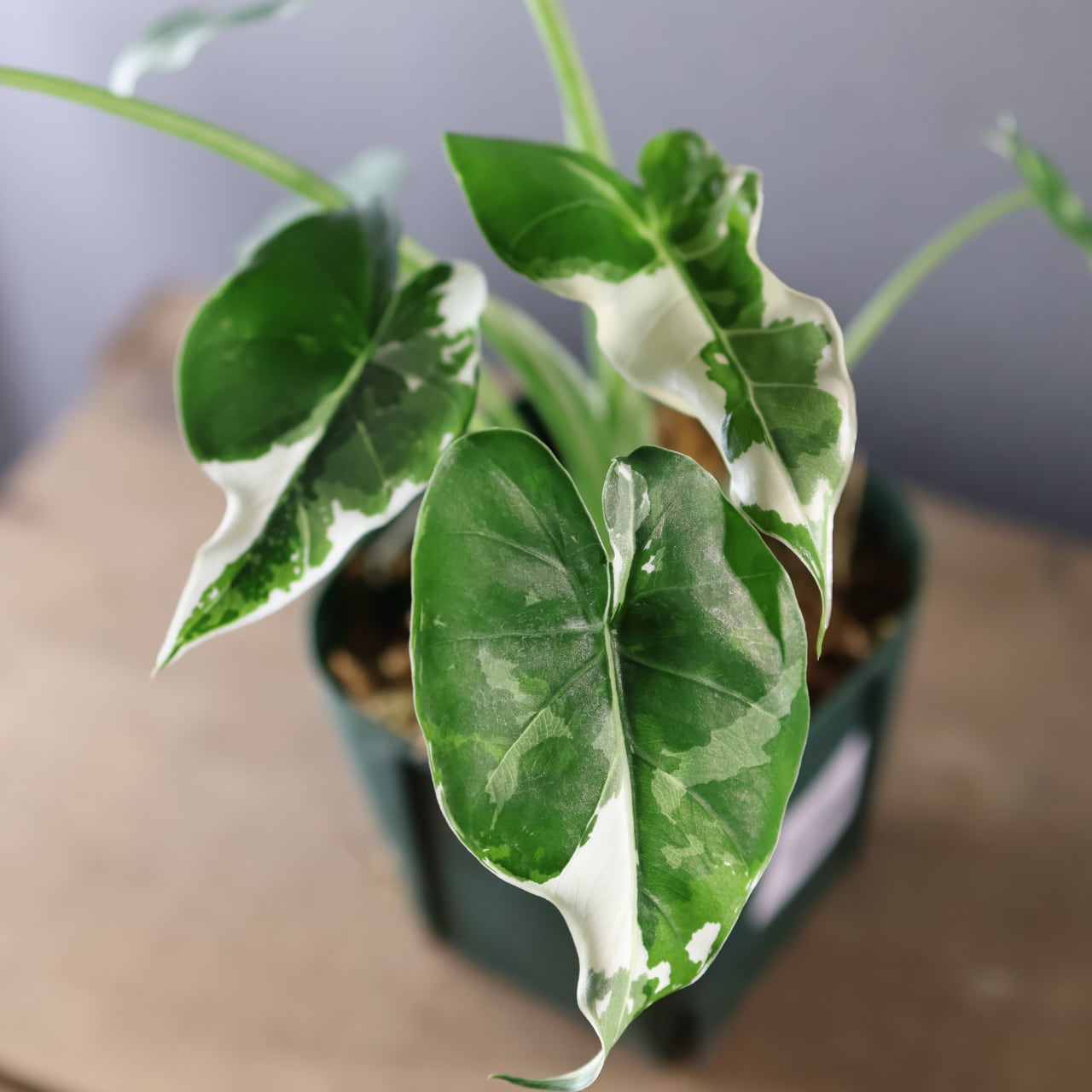 575『斑入り クワズイモ』観葉植物【送料無料】 | MARX PLANTS | 観葉