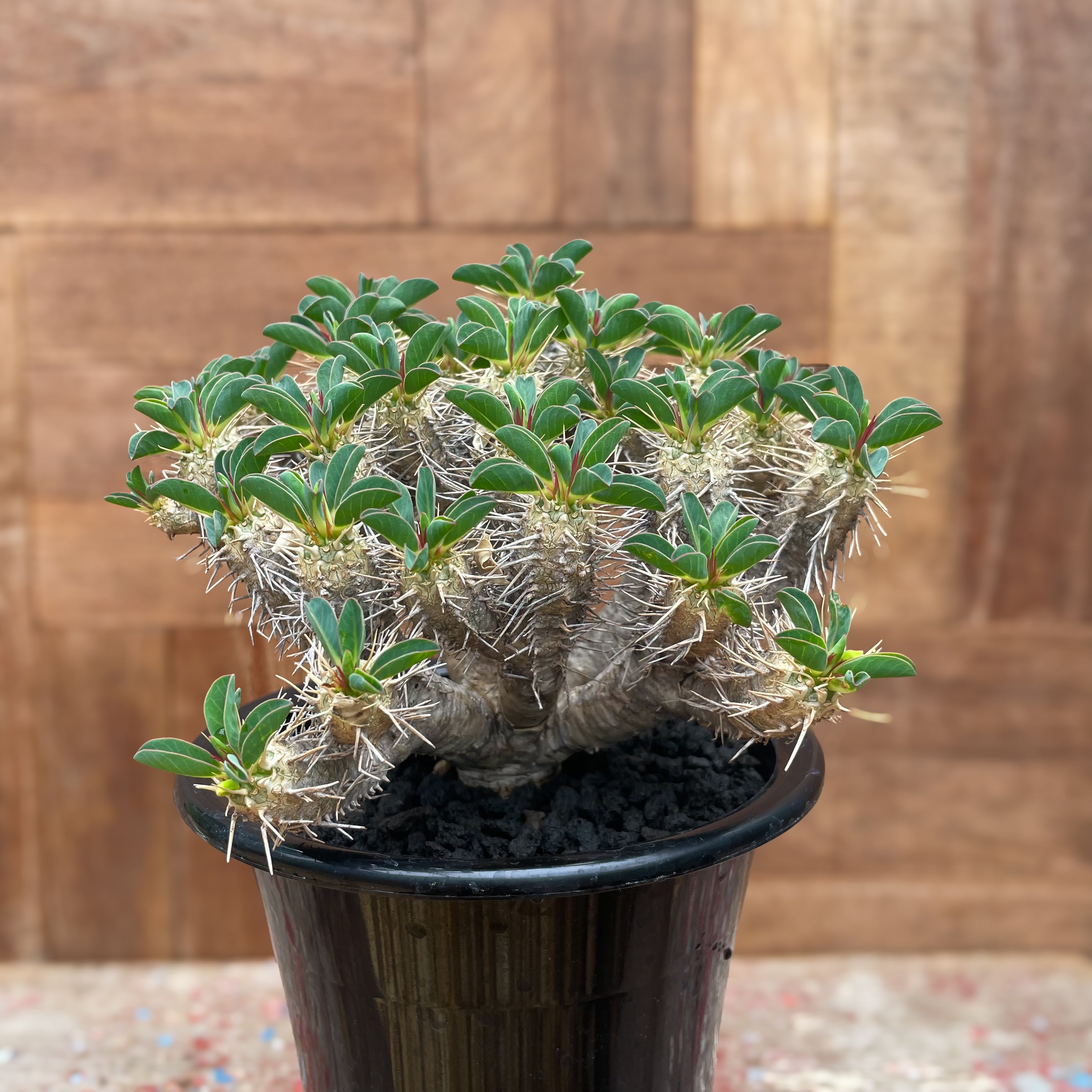 Euphorbia guillauminiana【ユーフォルビア・ギラウミニアナ 