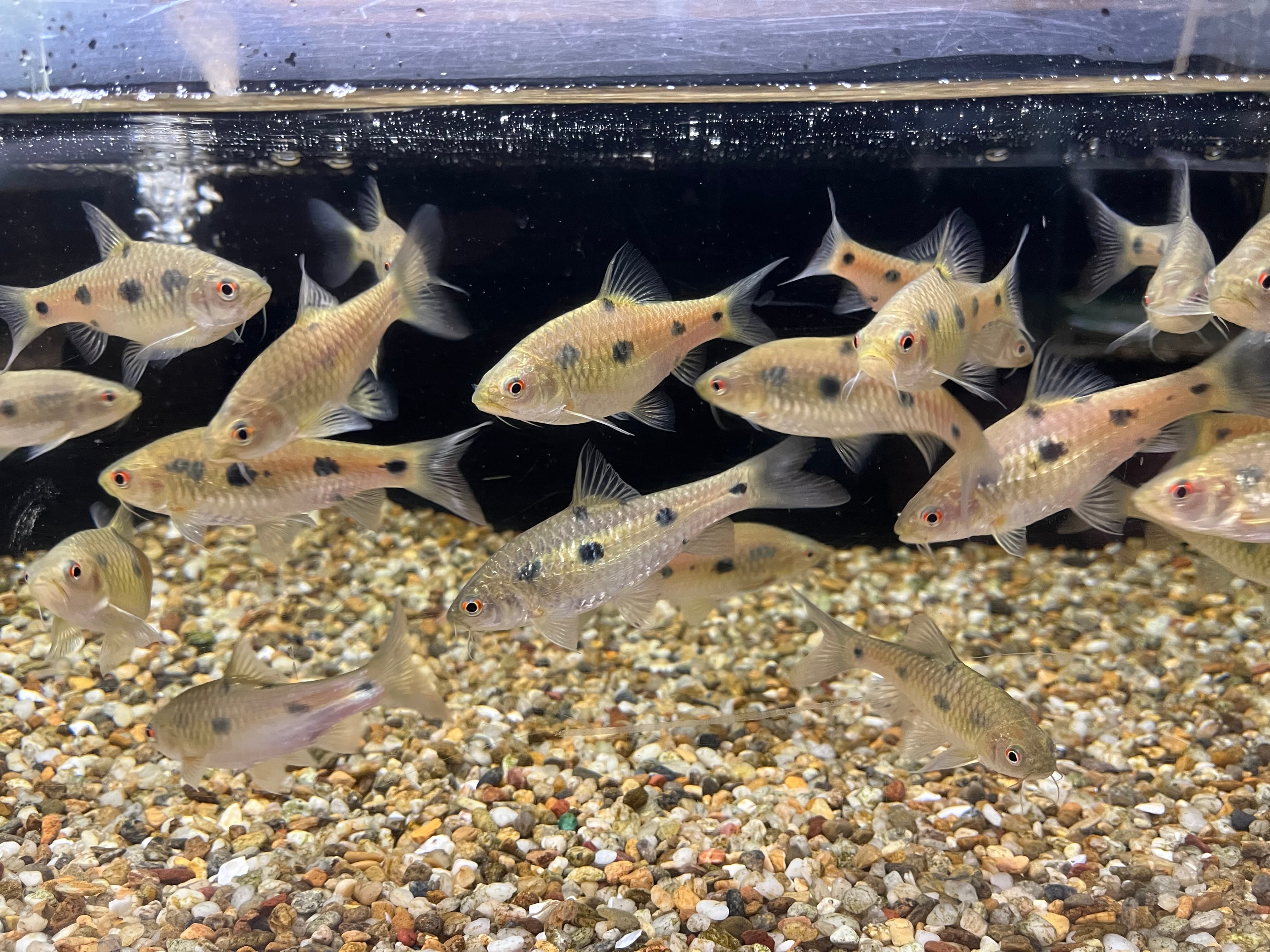 カラープロキロダスWILDコロンビア
