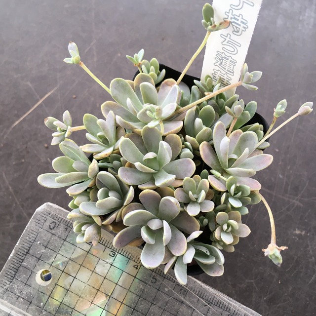 子持ち蓮華 Rupo 多肉植物専門店 子持ち蓮華 Rupo 多肉植物専門店