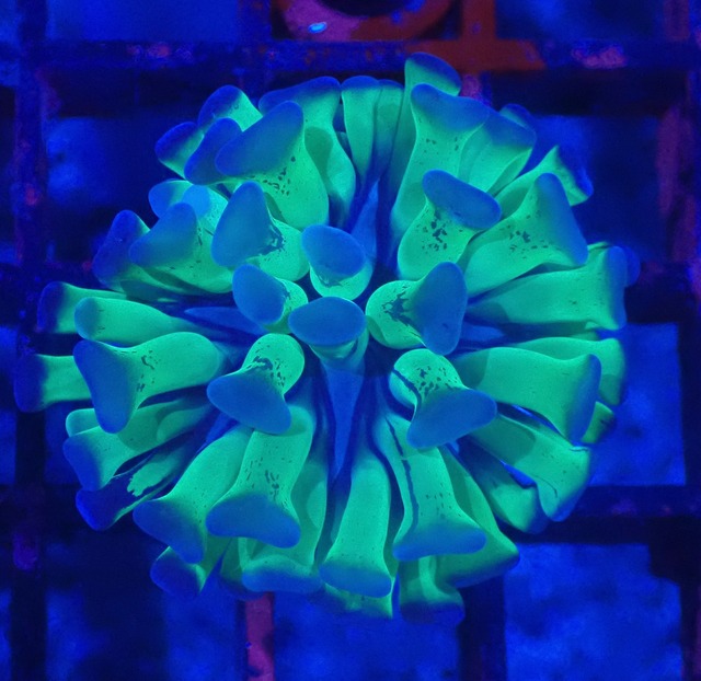 ParaAncora Reverse 10