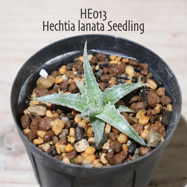 【送料無料】Hechtia lanata seedling《ベアルート株》〔ヘクチア〕現品発送HE006