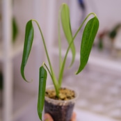 モンステラ バールマルクスフレーム / Monstera 'Burle Marx's Flame⑩│観葉植物