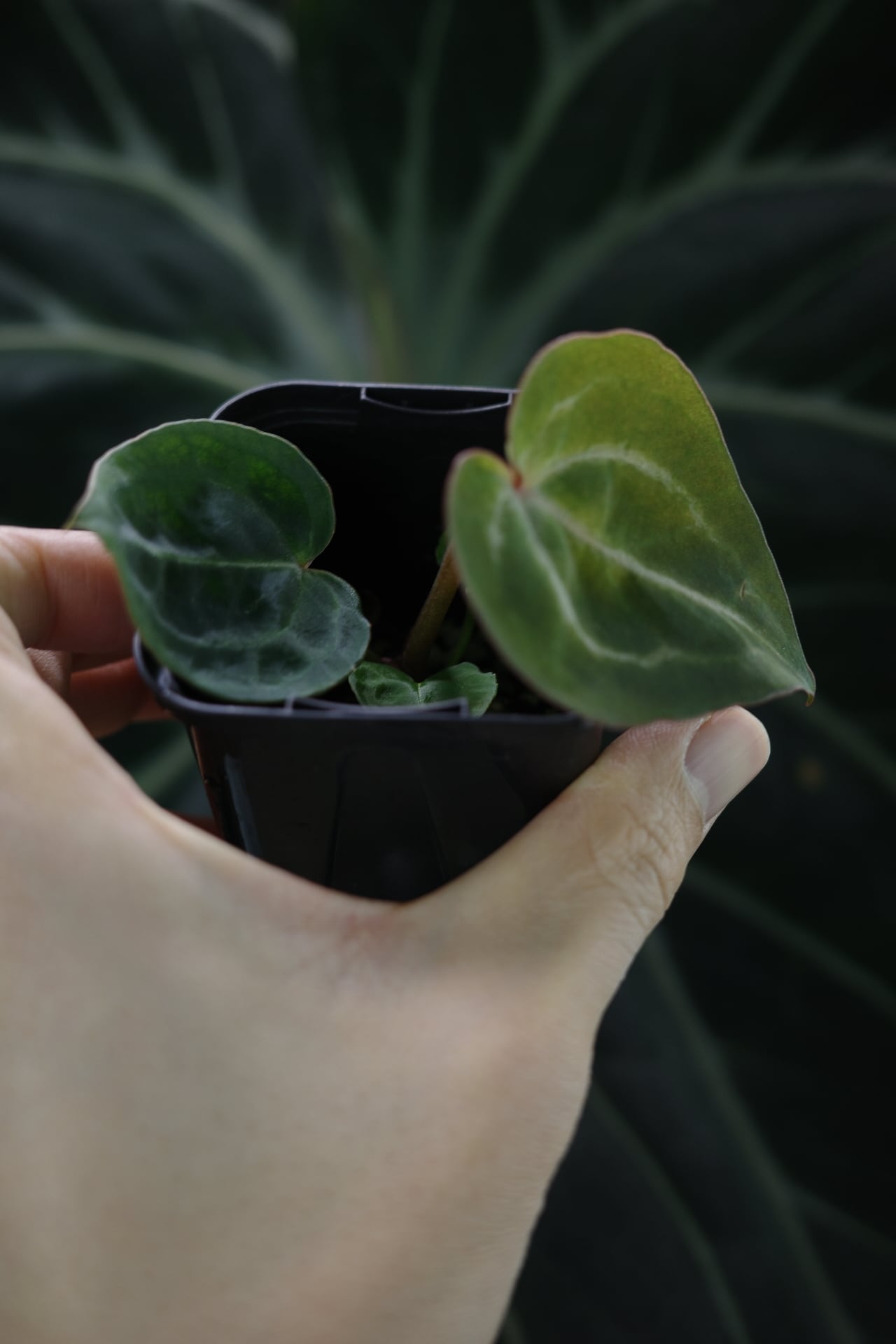 Anthurium 'Red Crystallinum'(NSE #2) x 'Black Widow' x Michelle
