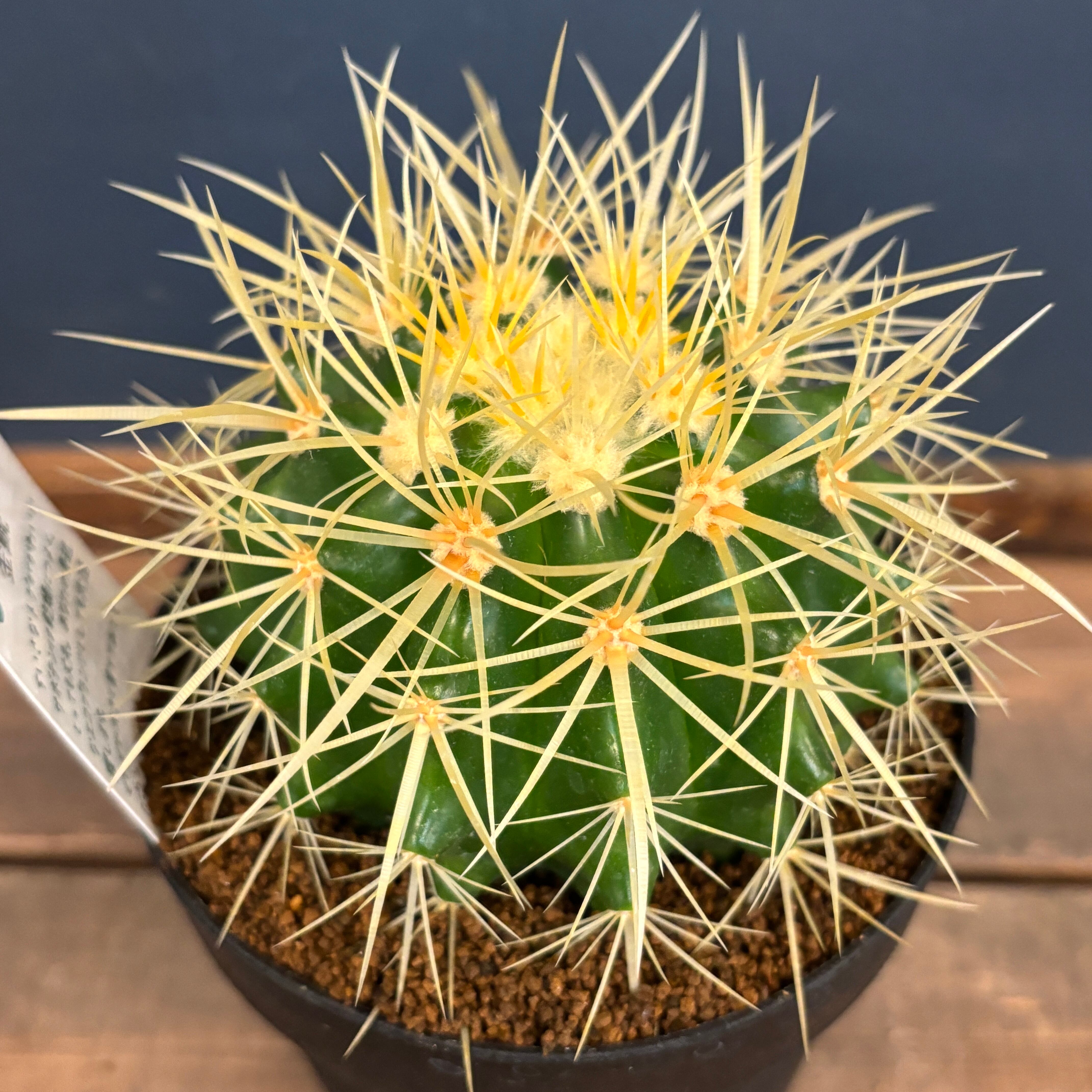 サボテン エキノカクタス 金鯱【232】 | PROTOLEAF プロトリーフ