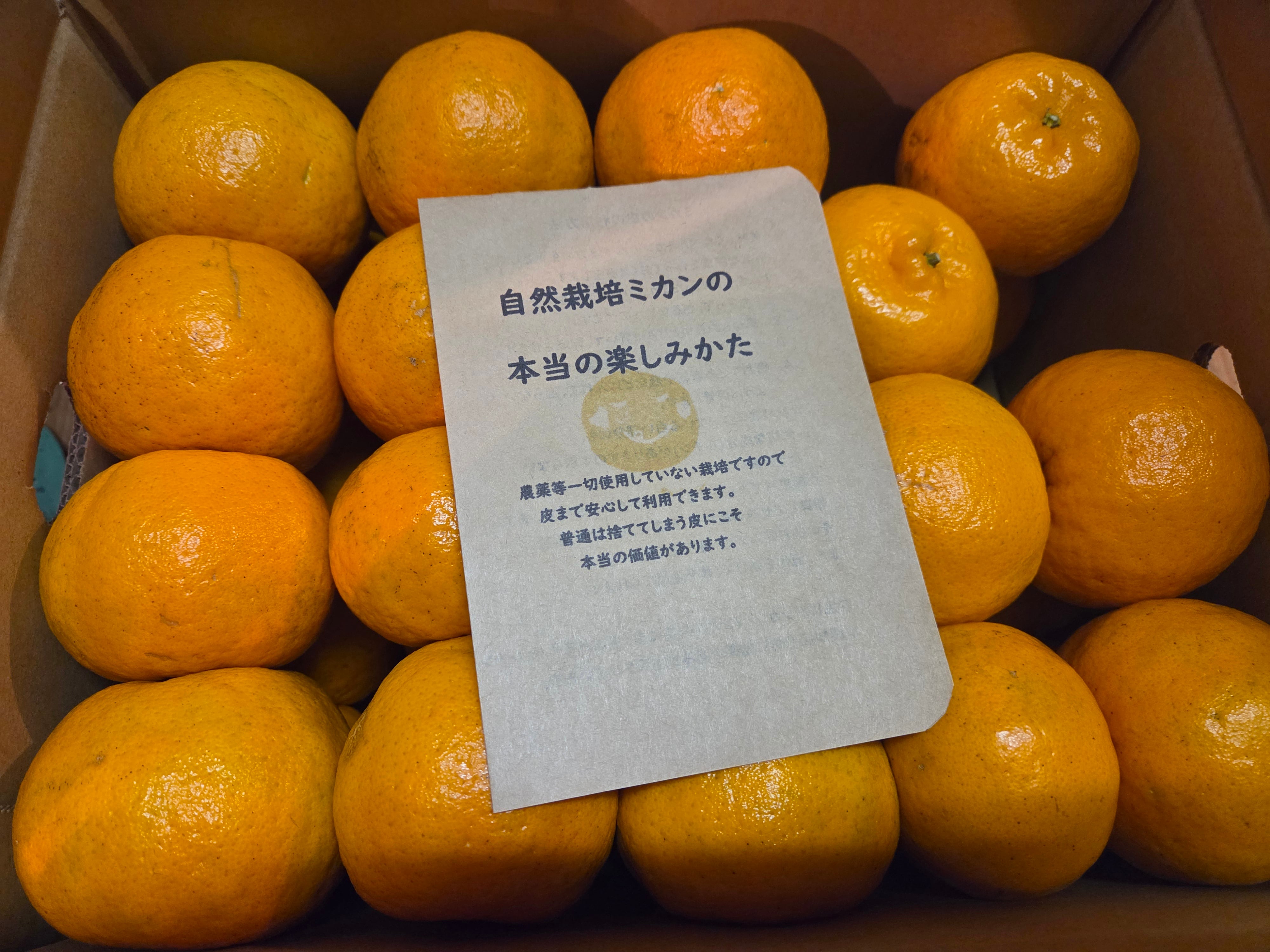 ☆無農薬☆屋久島自然栽培たんかん約3kg(送料込) | 屋久島自然栽培