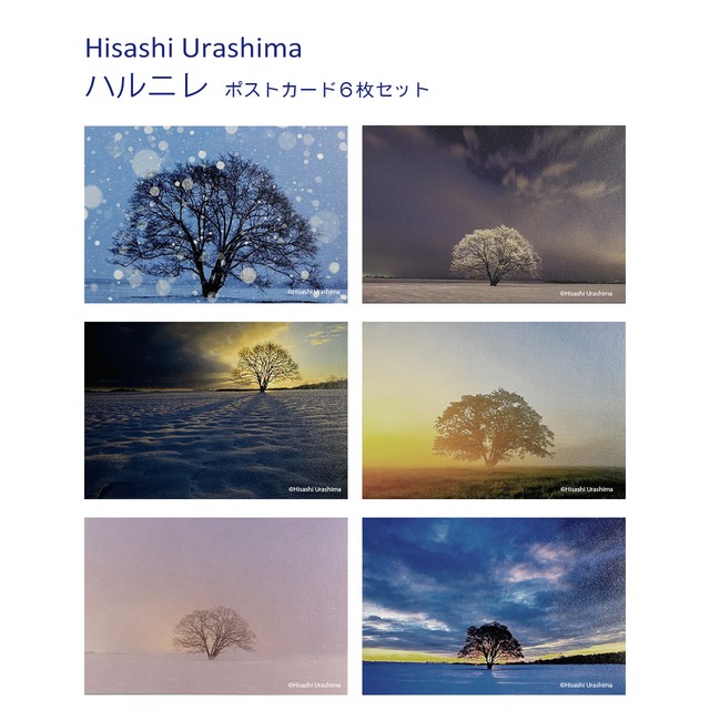 ハルニレ　ポストカード６枚セット　【Photographer 浦島　久】自然の美しさをポストカードに