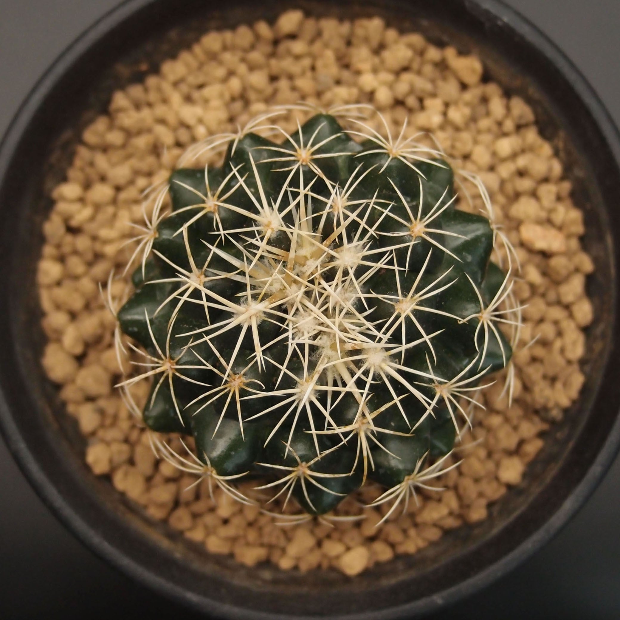 変木(龍神木)天然木根、希少、珍品、一点物❗ 変木(龍神木)天然木根