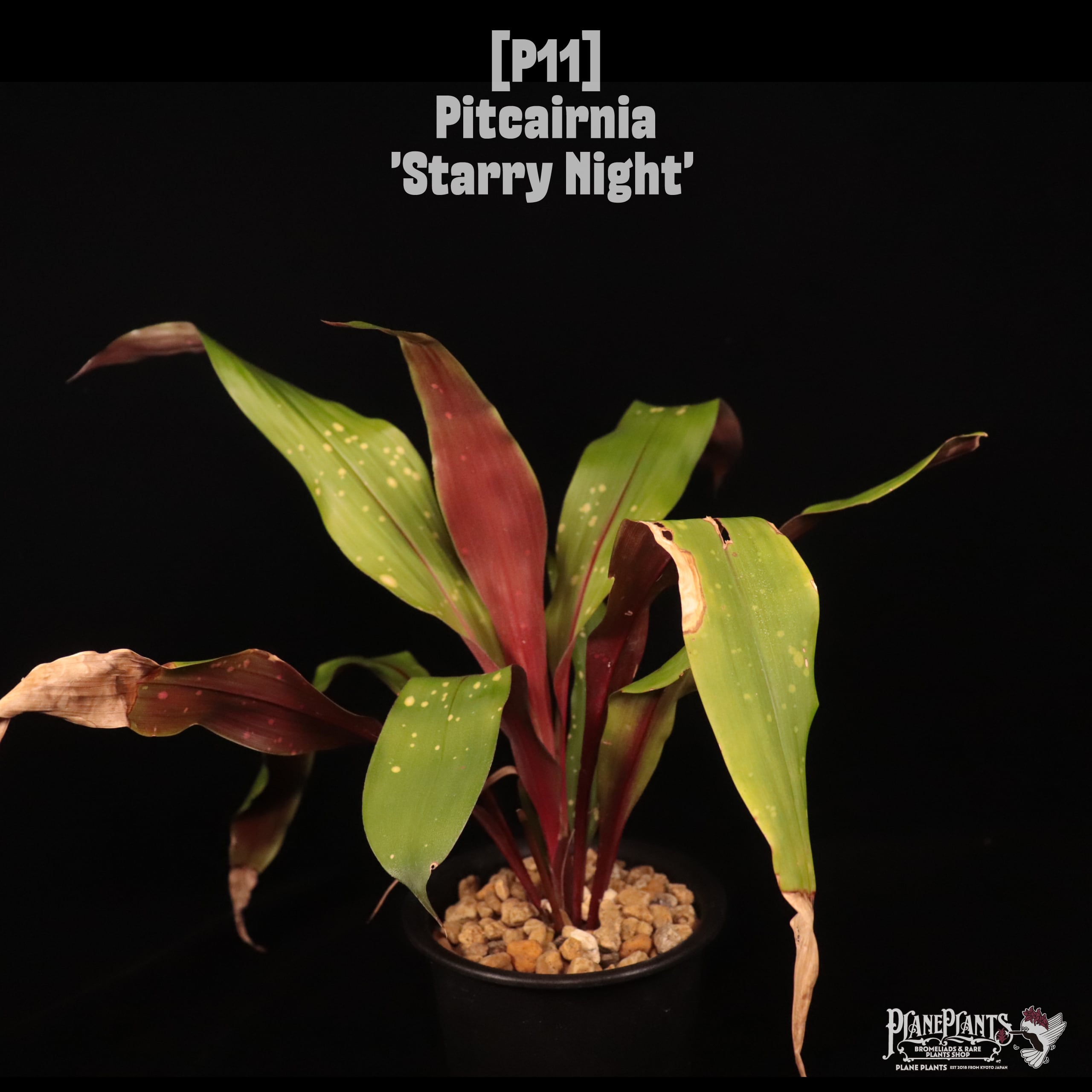 Pitcairnia 'Starry Night'〔ピトカイルニア〕P11