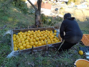 祝！初出荷　土佐文旦　６個入り