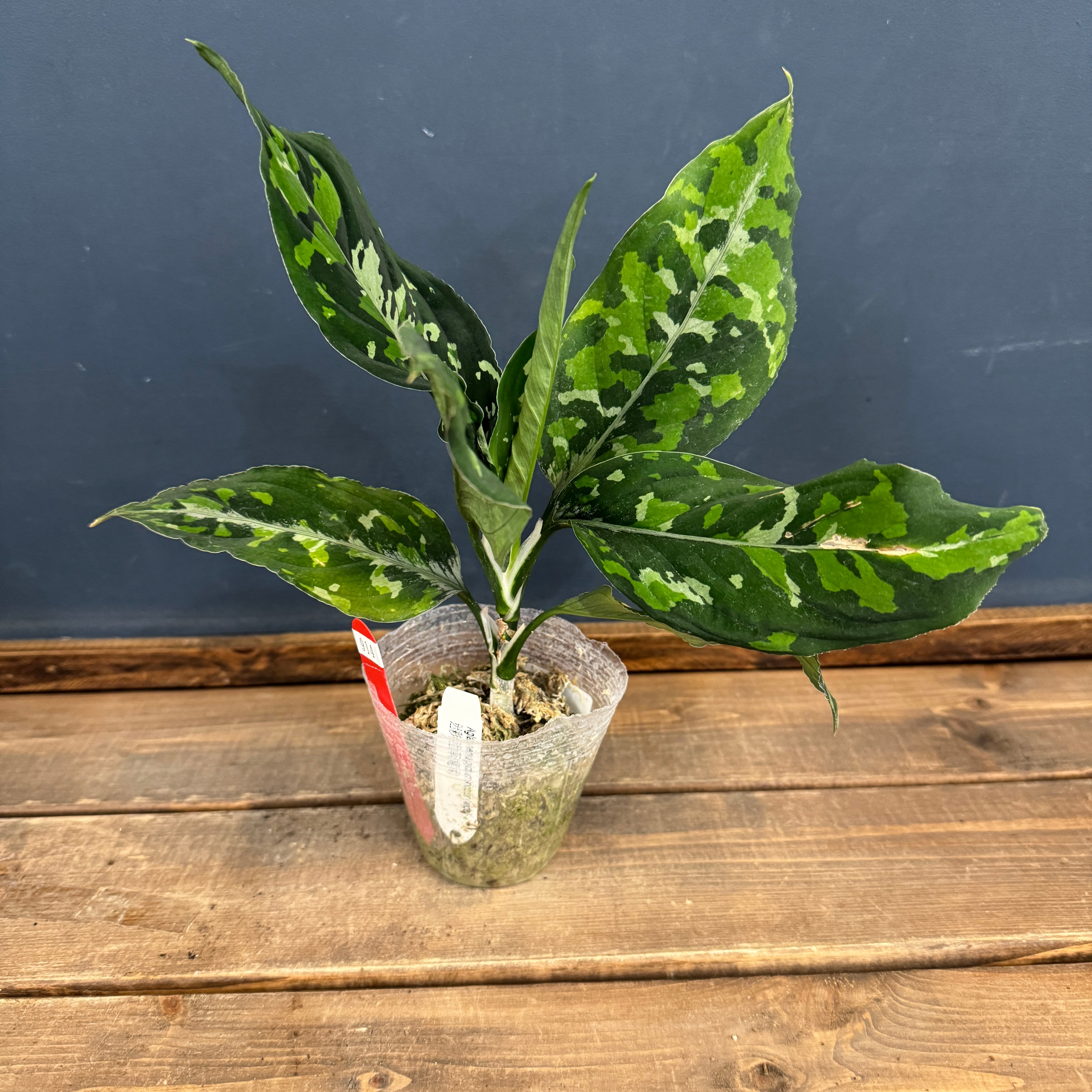 クリアランス】アグラオネマ ピクタム トリカラー ワイド【914