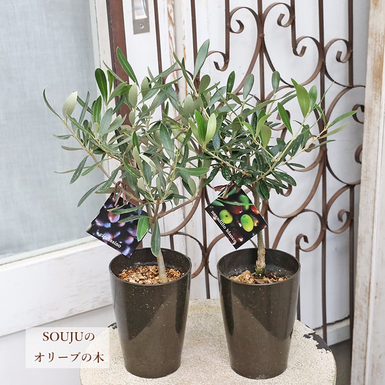 常緑苗木 オリーブ シプレッシーノ ネバディロブランコ 3号 ソウジュ