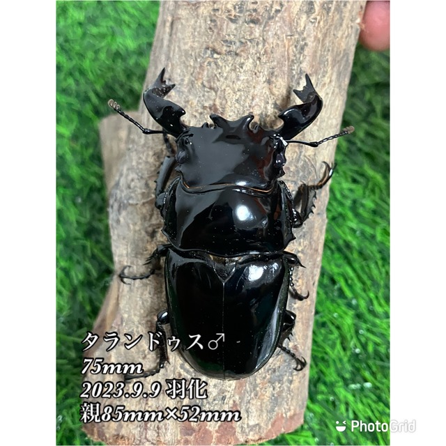 タランドゥスツヤクワガタ 029 通ず