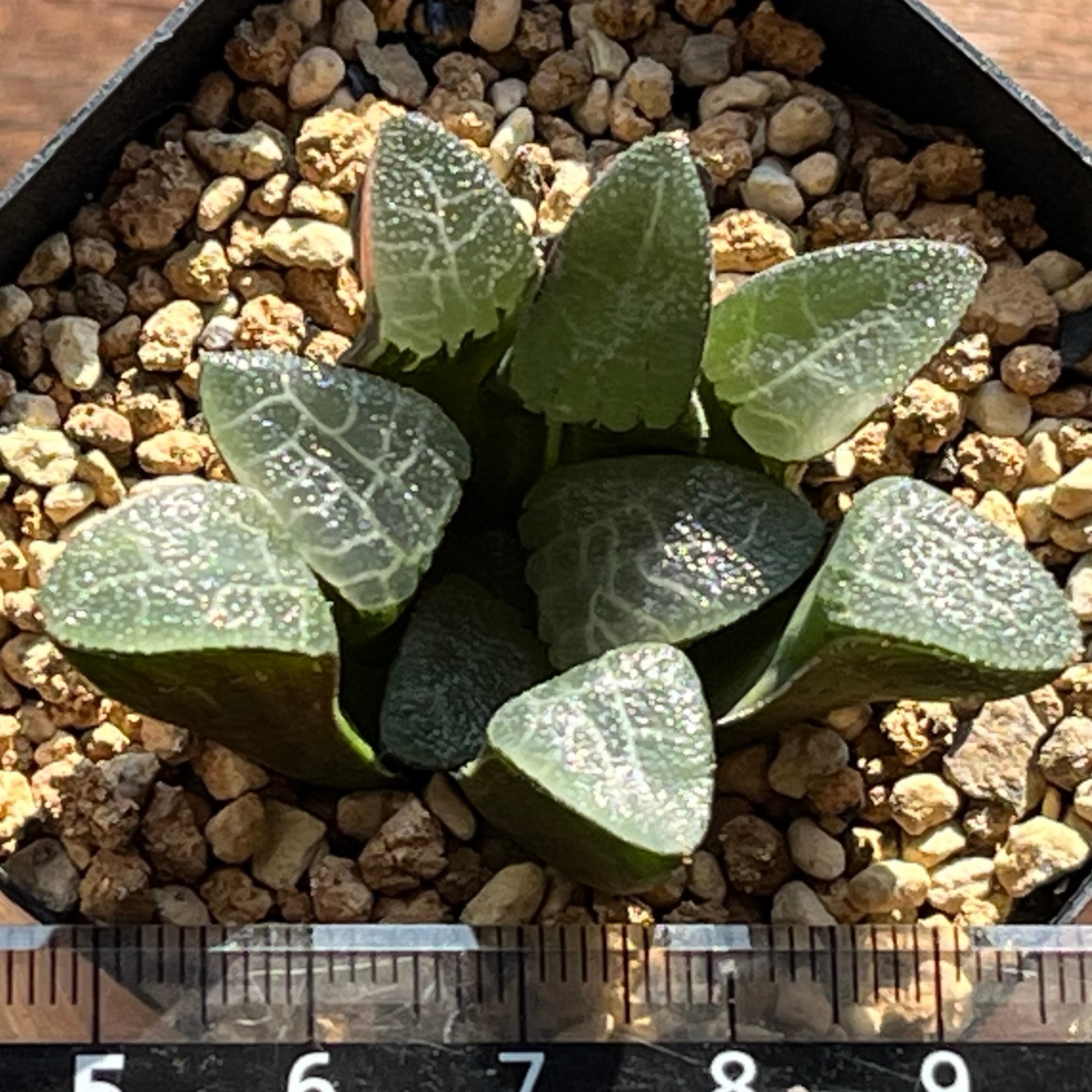 ハオルチア コレクタ錦(微斑) | mocono_plants
