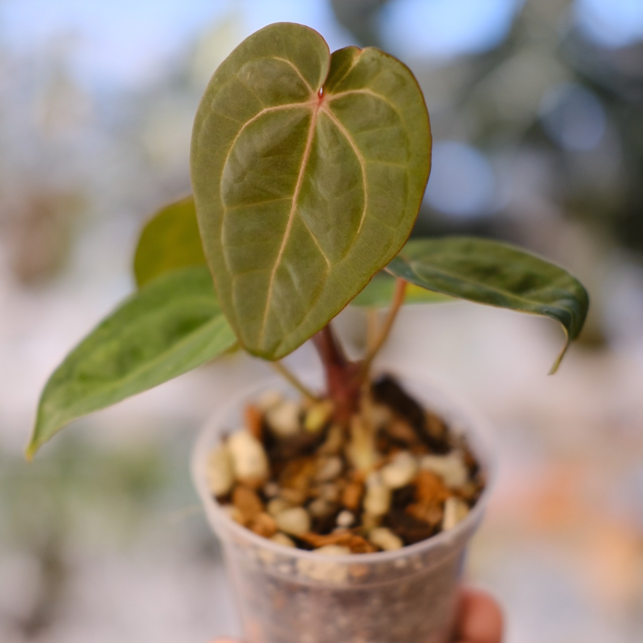 Carlablackiae×AOS /カーラブラッキー×エース オブ スペード②