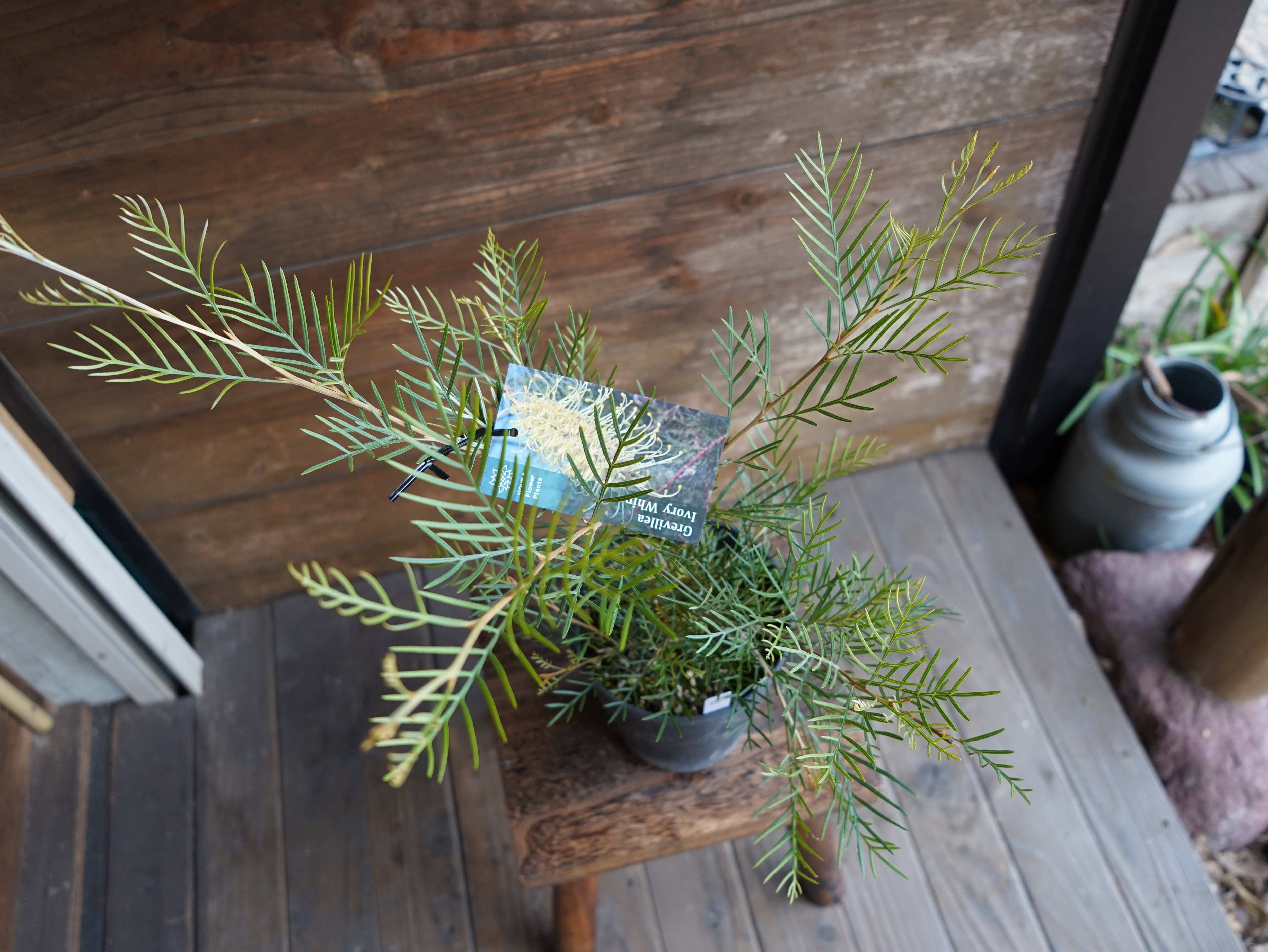 【現物】グレビレア　”アイボリーホイップ”　C