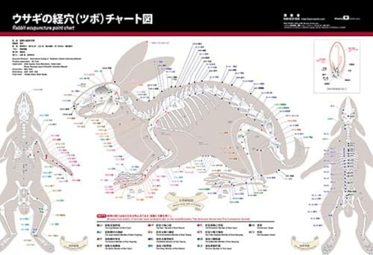 ウサギの経絡(ツボ)チャート図ＰＰポスター