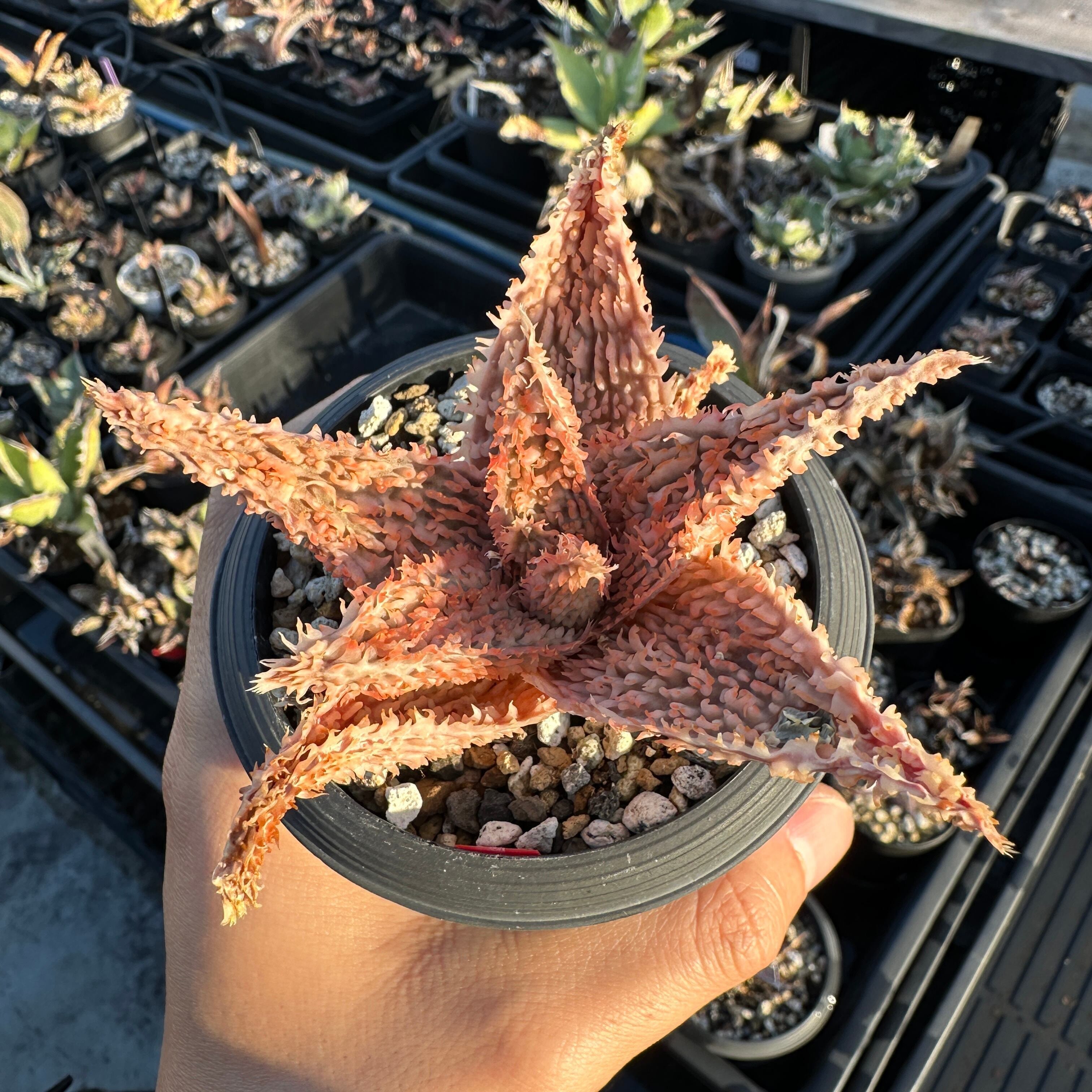 アロエ　TCTハイブリッド　ライオンクイーン　赤札　カキコ　G5 アロエ TCTハイブリッド ライオンクイーン 赤札 カキコ G5 - メルカリ