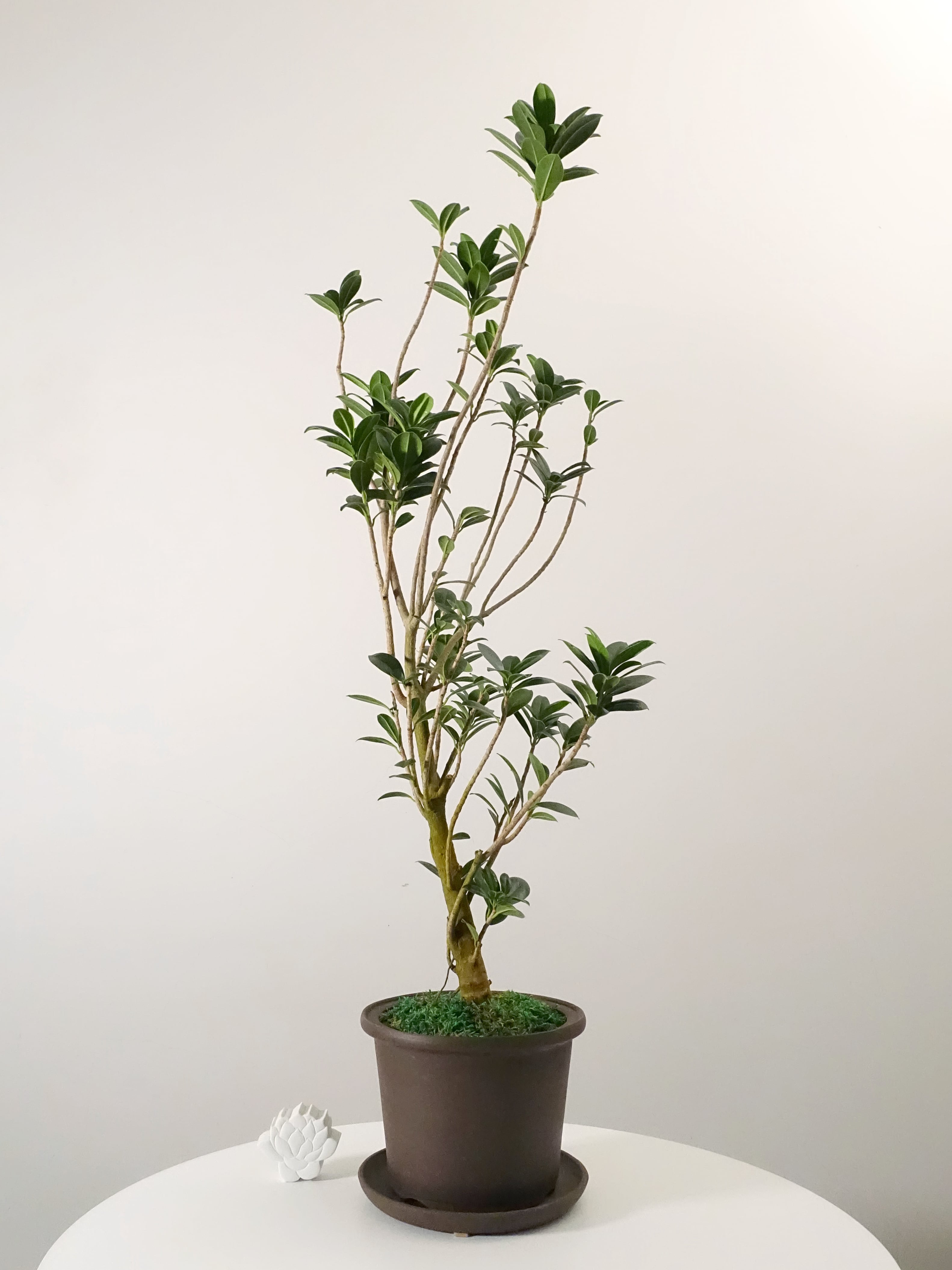 フィカス　ベビーリーフ　陶器鉢 フィカス・ベビーリーフ | Specialty Plants Shop Online