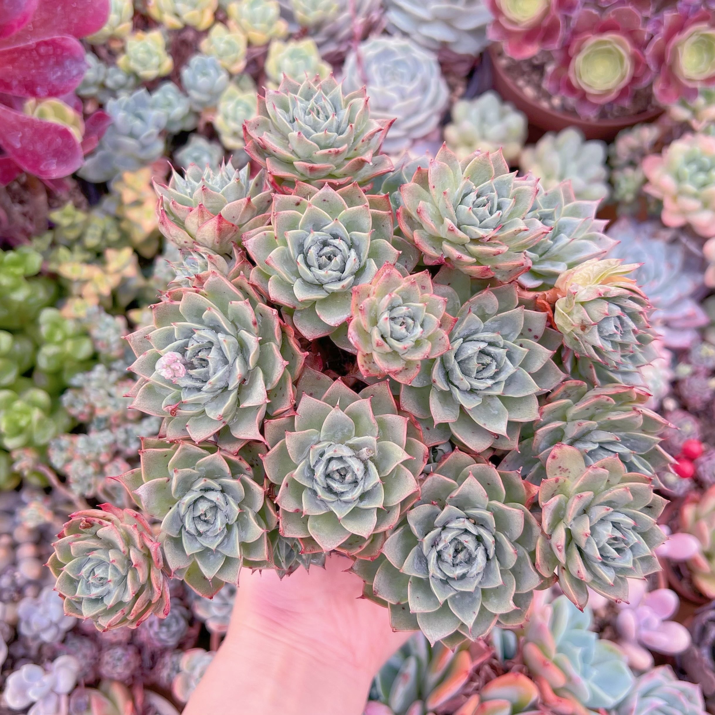 現品　リンゼアナ#734　特大群生　るる農園