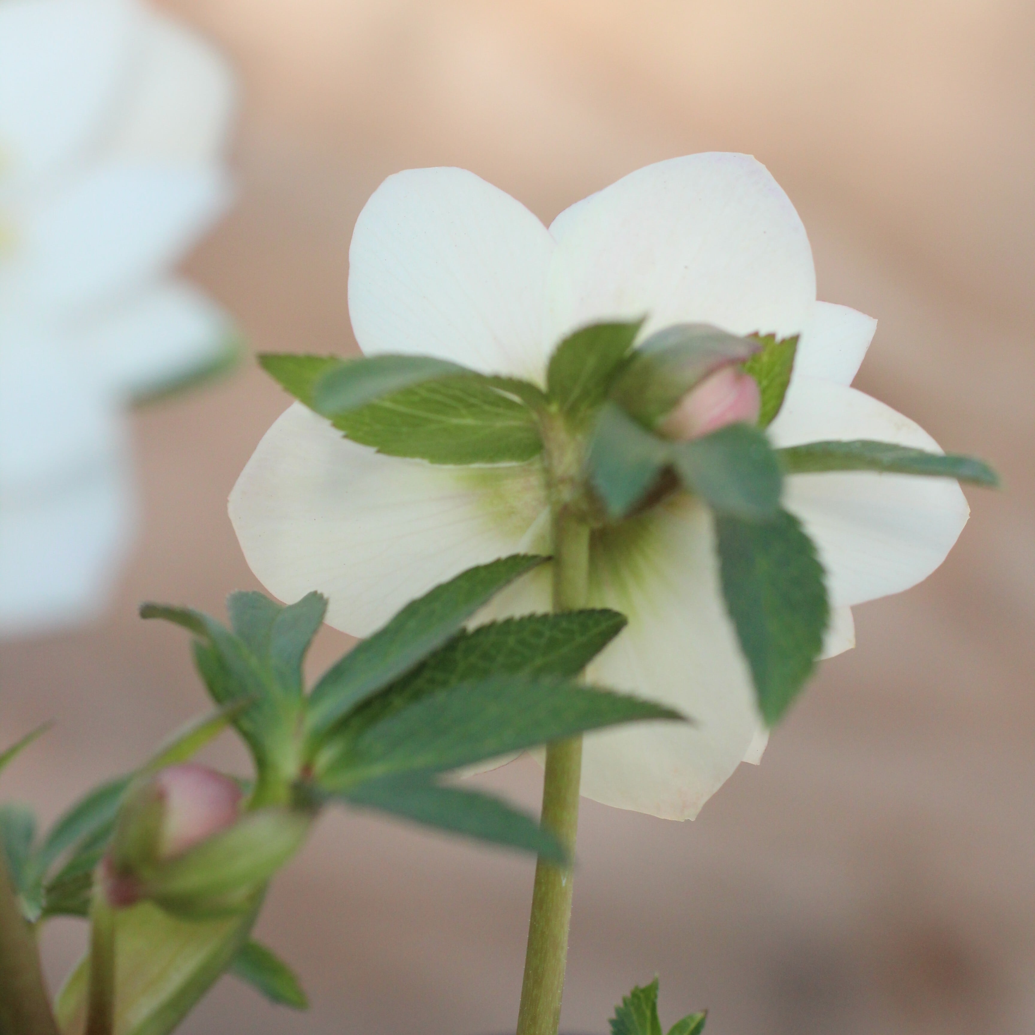 WS26-064 クリスマスローズ ウィンターシンフォニー 静ダブル