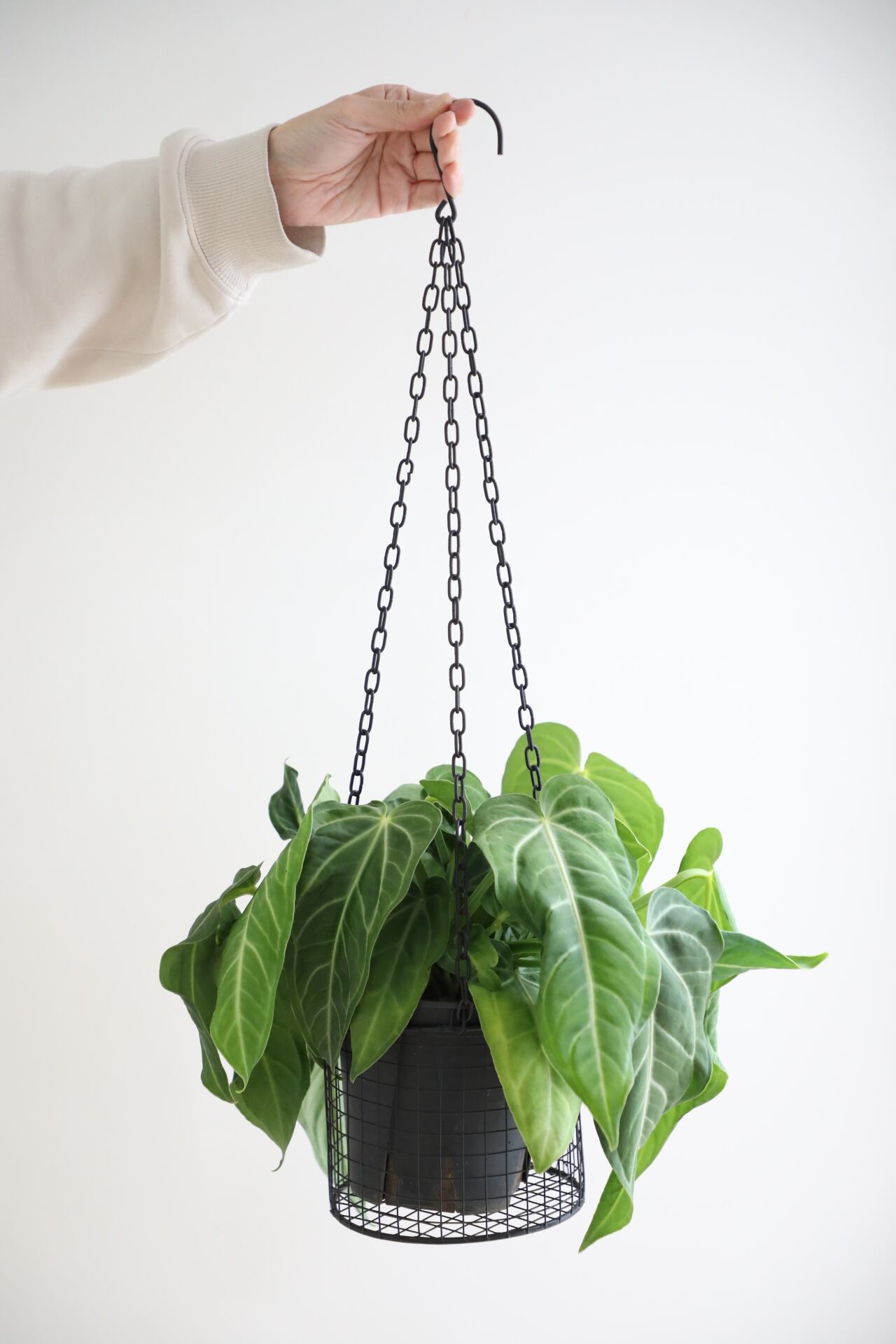 M】アンスリウム ヴィレナオルム/anthurium | 【厳選植物・器】MIDORI