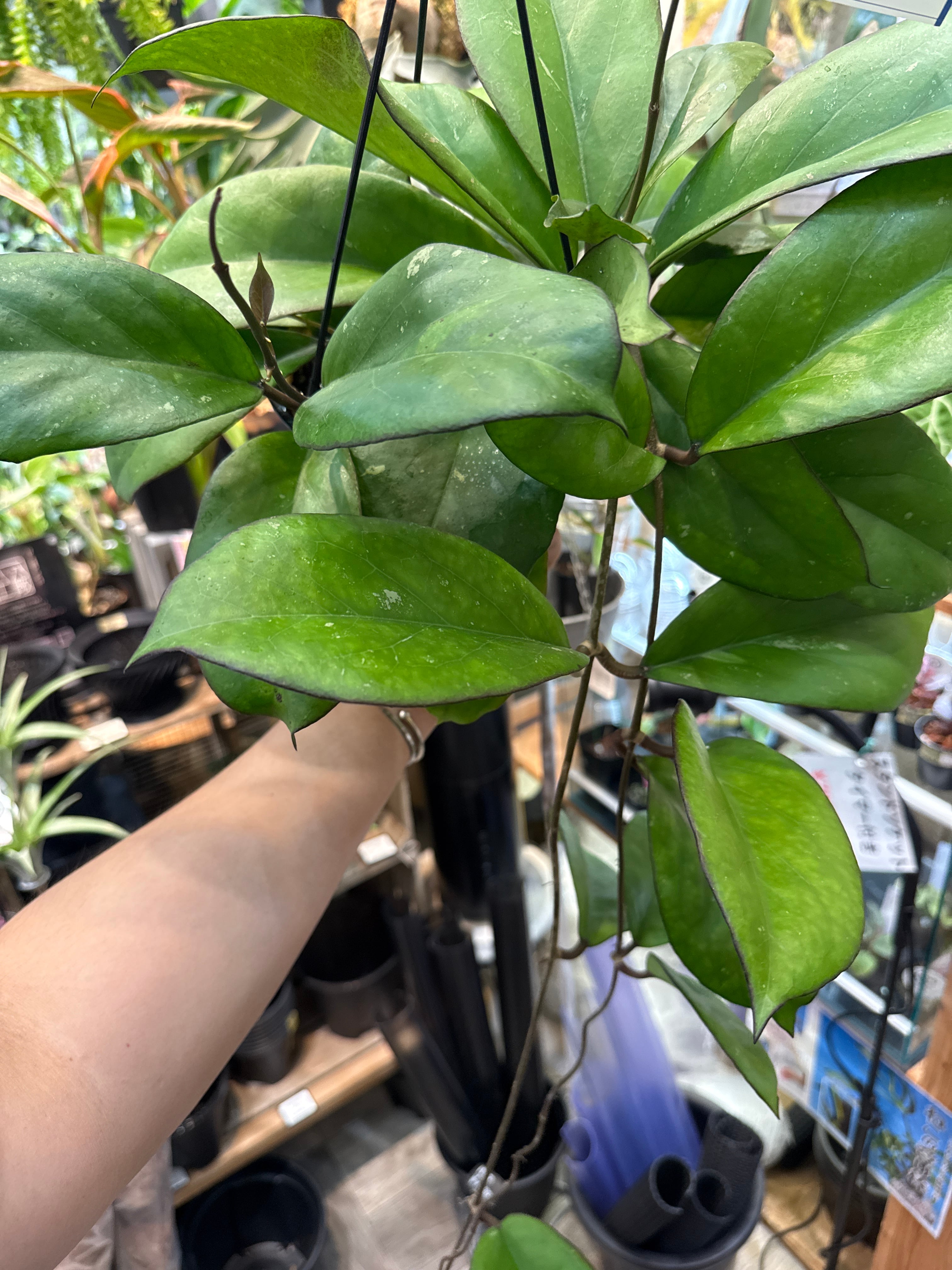 ホヤ AH093MT 'Black Edge' | Gardenえん 【観葉熱帯植物】