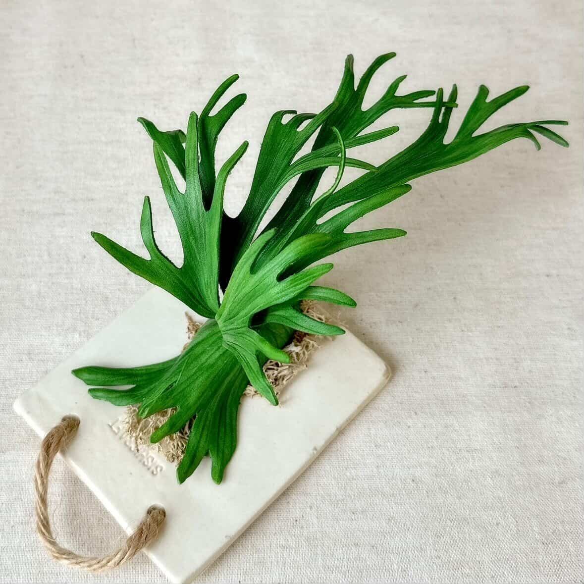 予約販売> Platycerium willinckii｜Leather Botanical Collection