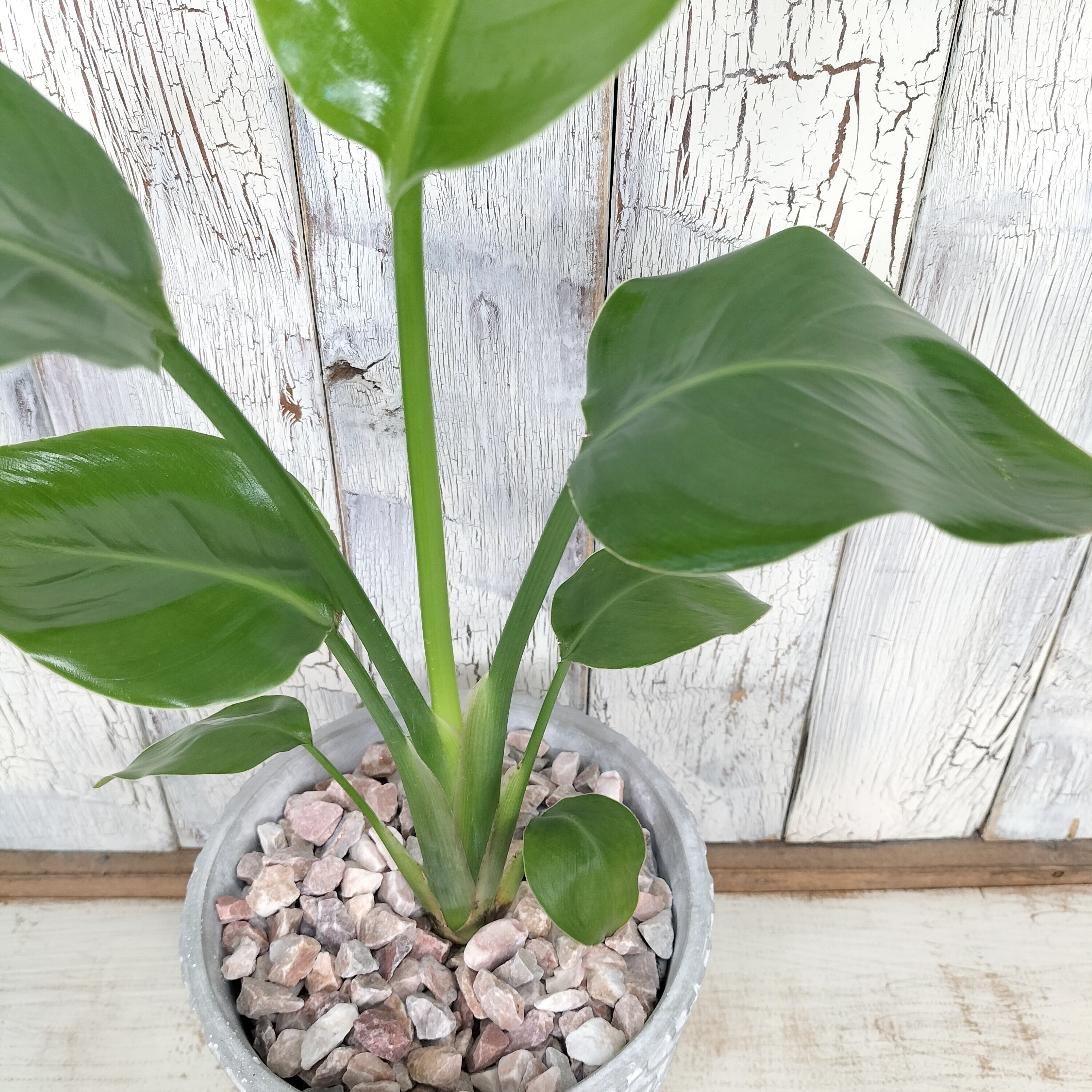 ストレリチア オーガスタ 観葉植物 | 陽華園