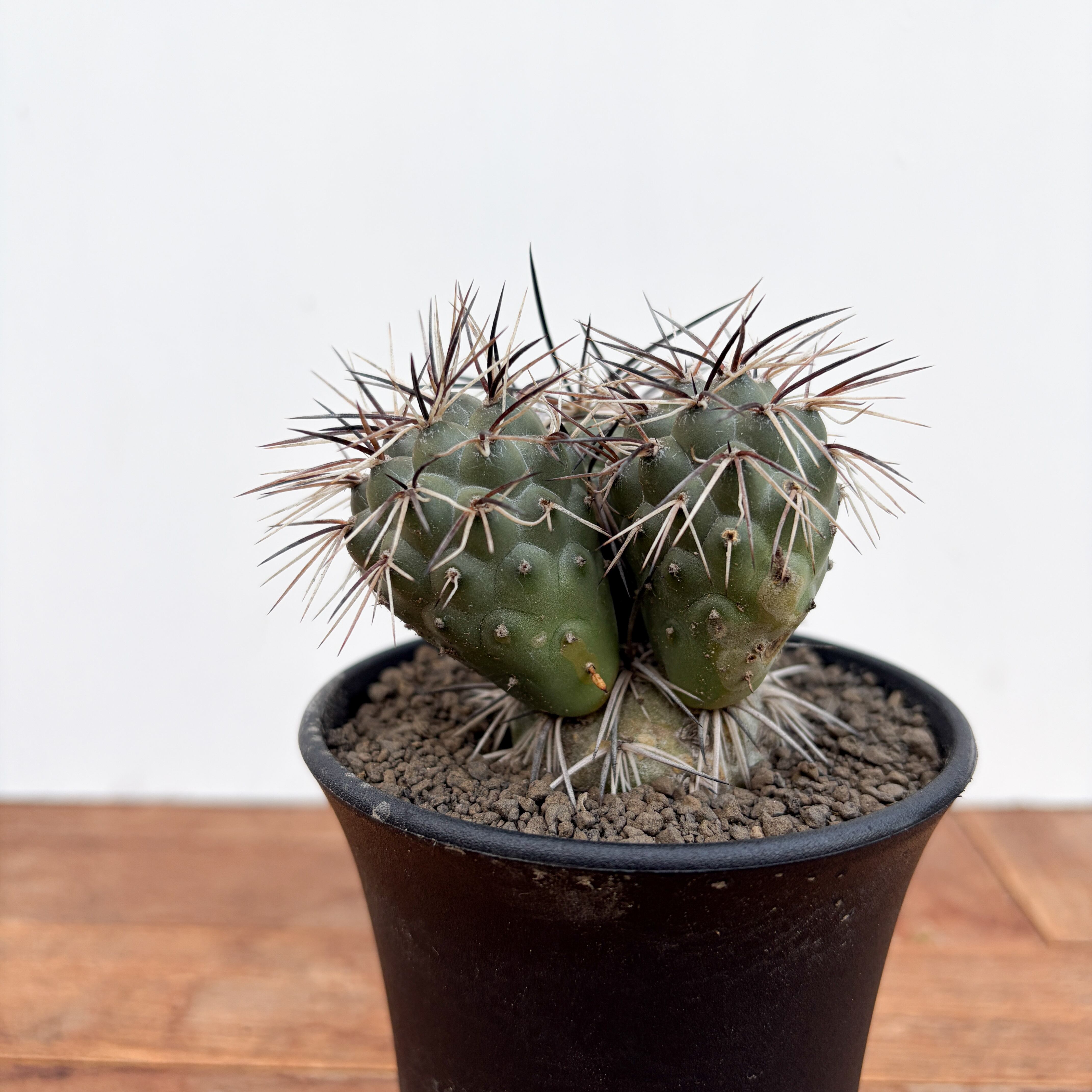 プテロカクタス、テロケファラフルセット＋テフロカクタス２０種おまけ テフロカクタスなど: 学芸員の独り言