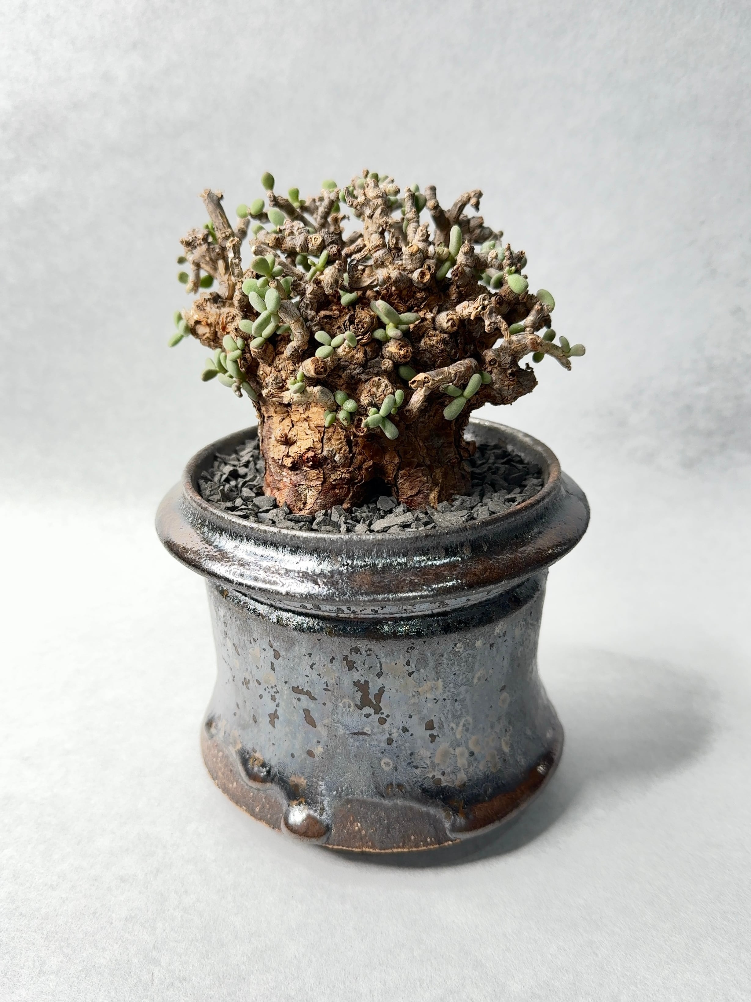 ケラリア・ピグマエア