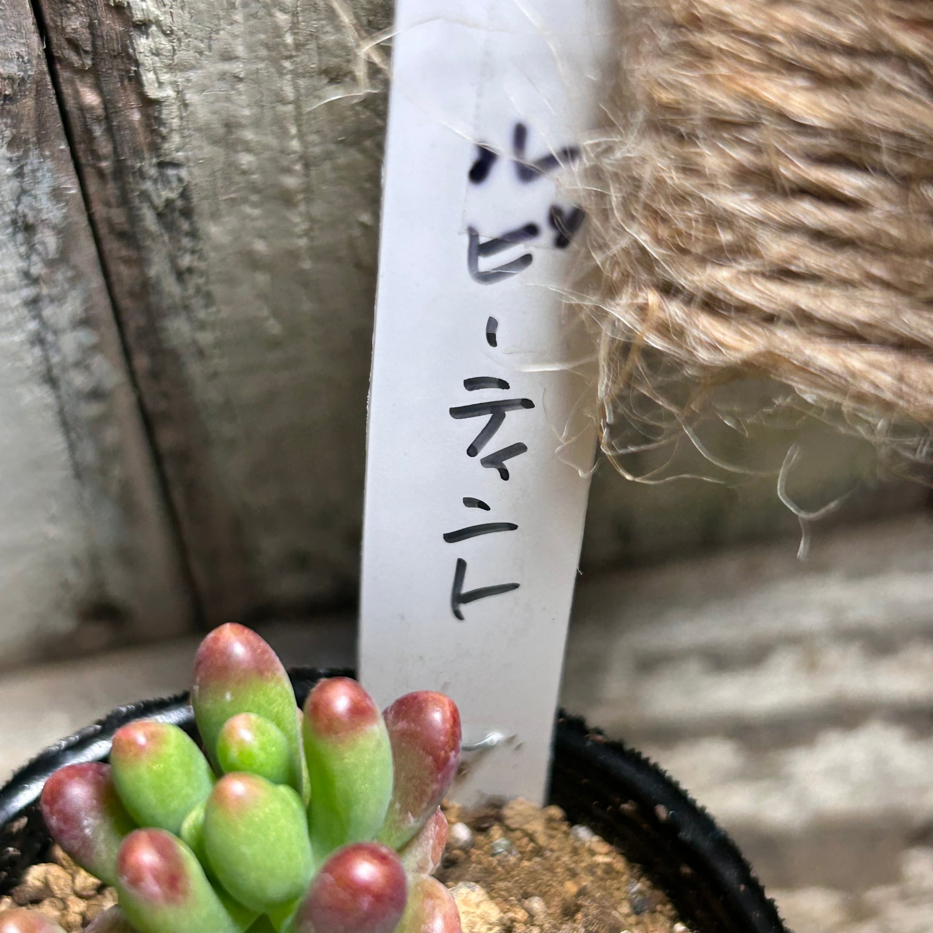 ルビーティント | RuPo 多肉植物専門店