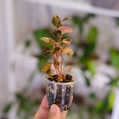 PEPEROMIA METARICA varigated | ペペロニア メタリカ② | 観葉植物