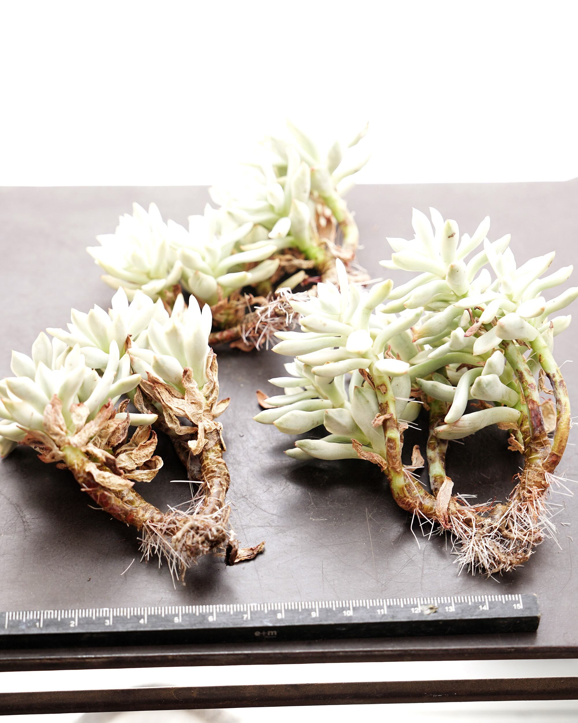 elle plant　グロリオーサム　斑入り　ミドルカット発根済み elle plant様専用 グロリオーサム 斑入り ミドルカット発根済み