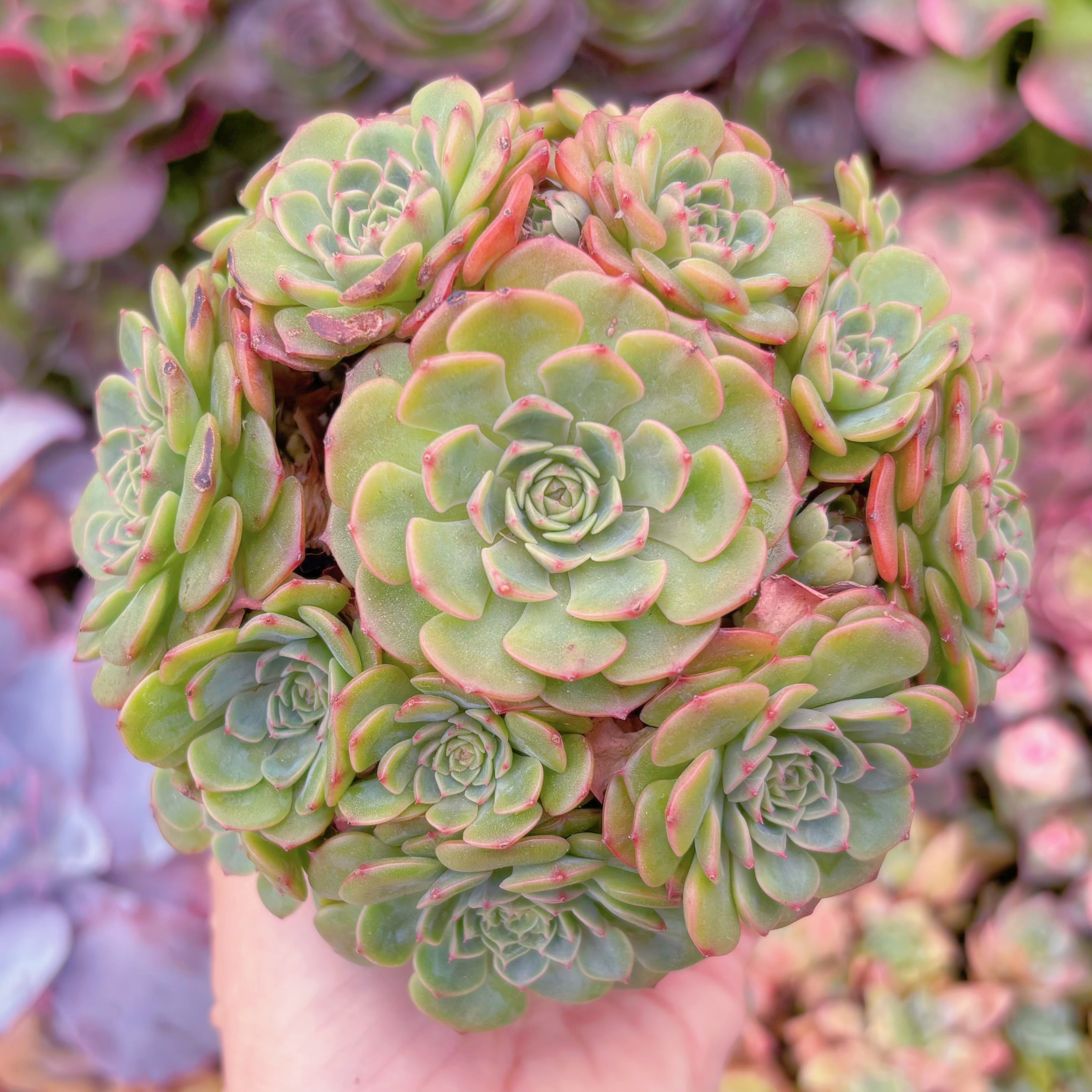 現品　ピンクバブル#022　大群生　るる農園