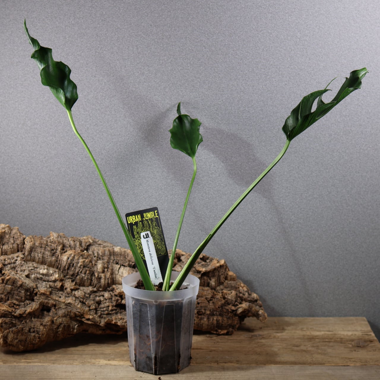 838『urban jungle Monstera deliciosa 'Unniiae'』観葉植物 一点もの
