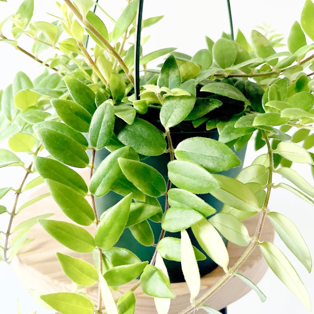 小さな葉が魅力✳︎エスキナンサス ボレロ ハンギング 観葉植物 calm cafe