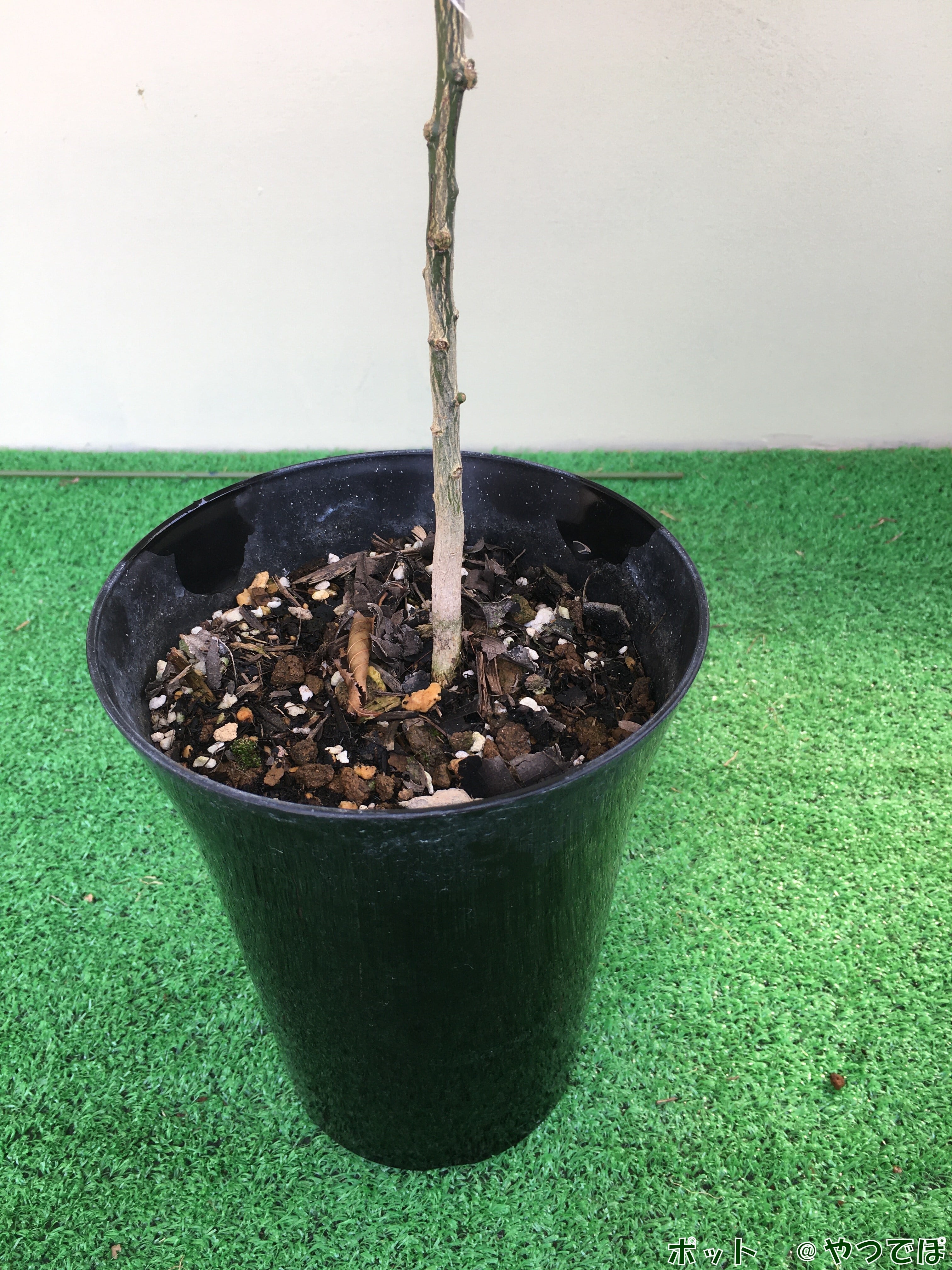 フィンガーライム ROSA ICE ロサアイス 1年生15㎝ポット【品種確定済み